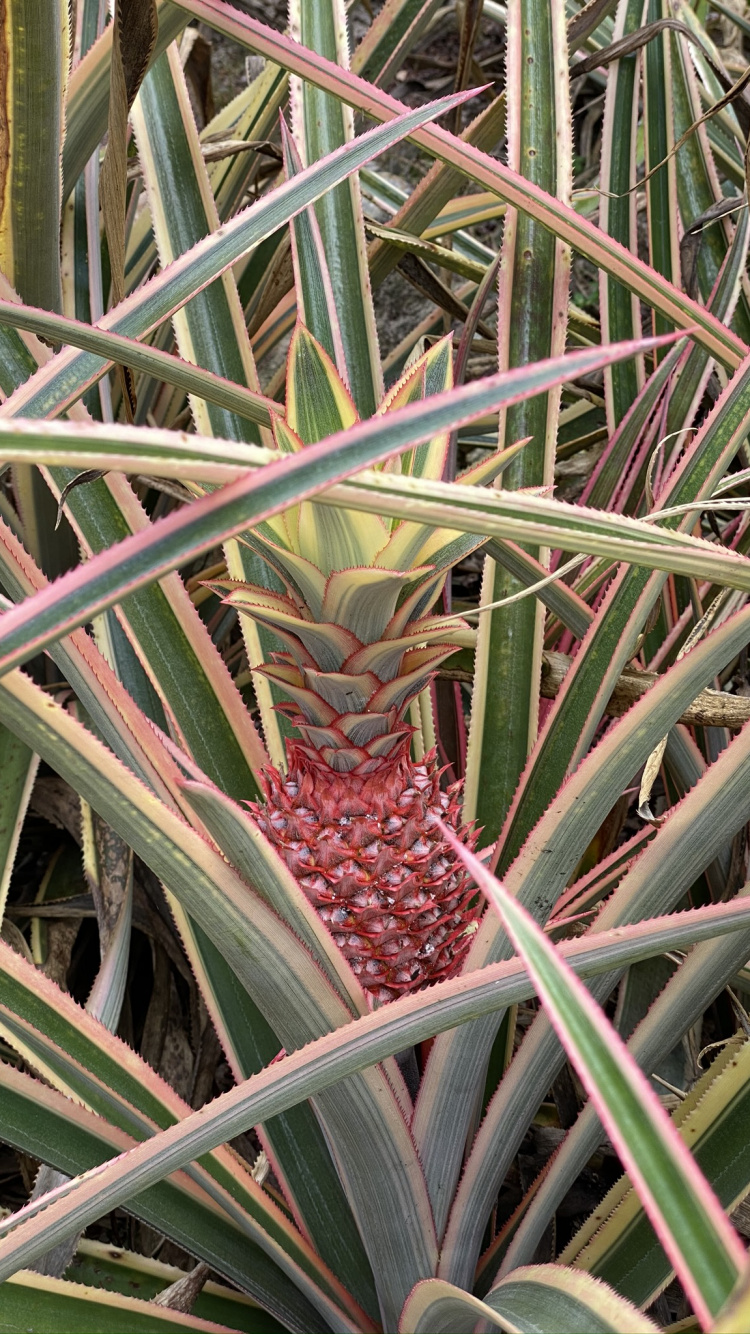 Обои Флора, стебель растения, лист, трава, пальма сереноа в разрешении 750x1334