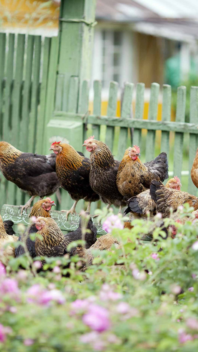 Обои петух, курица, птицеводство, домашний скот, птица в разрешении 750x1334