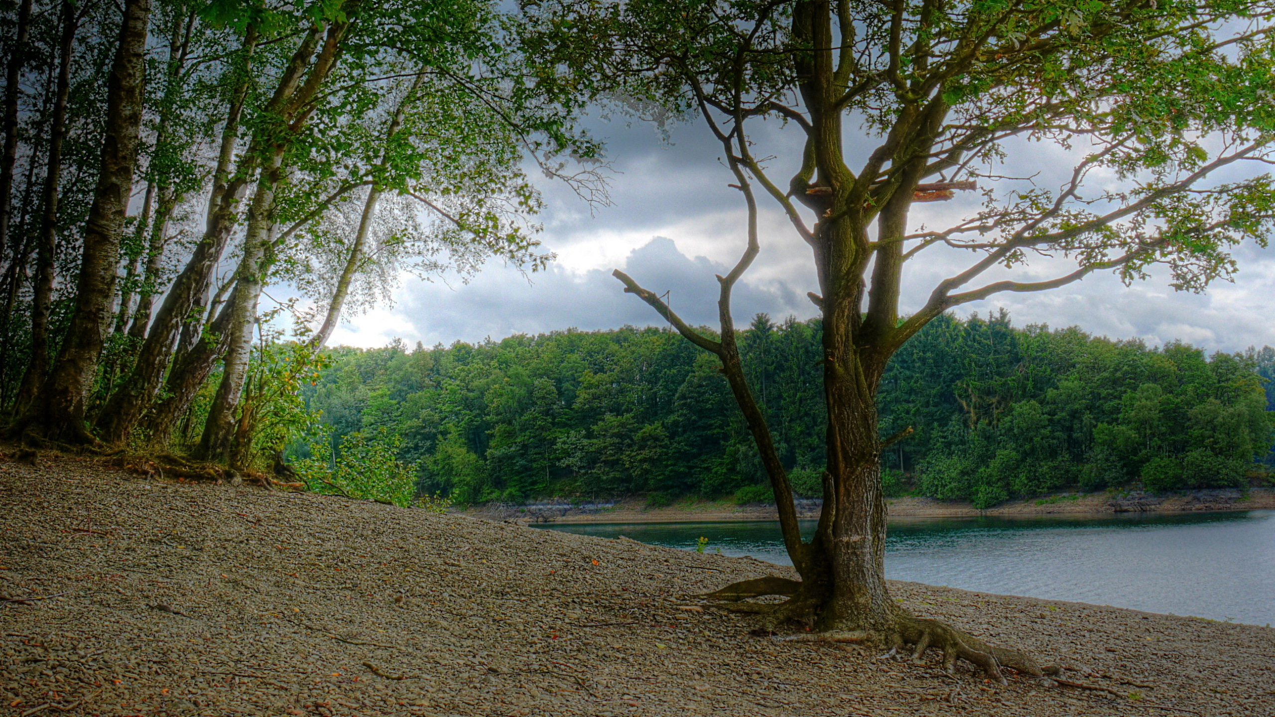 Обои природа, дерево, растительность, природный заповедник, лес в разрешении 2560x1440