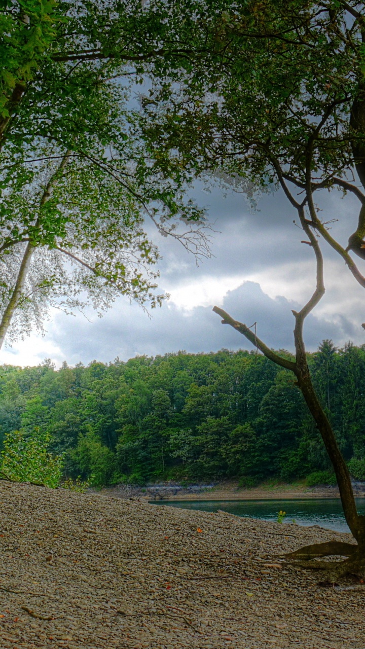 Обои природа, дерево, растительность, природный заповедник, лес в разрешении 720x1280