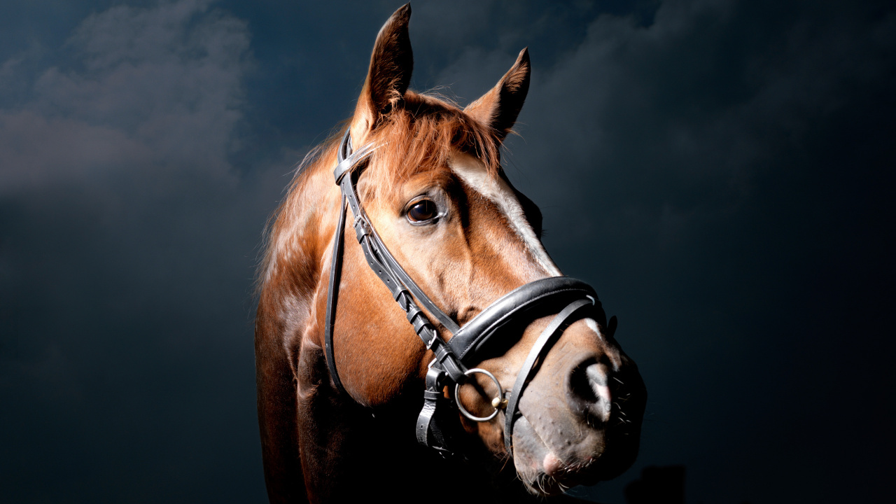 Обои конь, рюкзак, мешок, недоуздок, уздечка в разрешении 1280x720