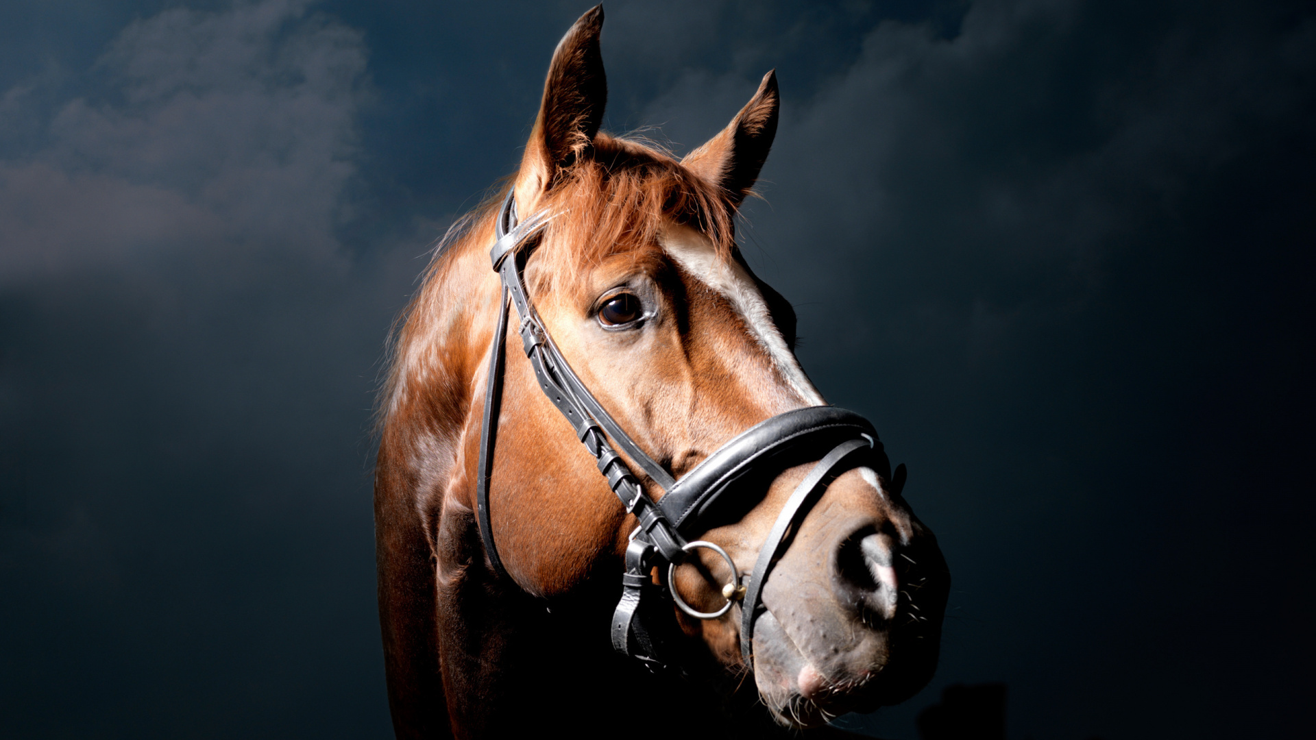 Обои конь, рюкзак, мешок, недоуздок, уздечка в разрешении 1920x1080