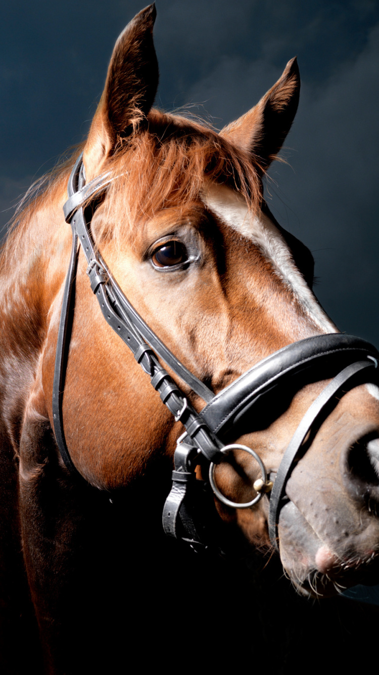 Обои конь, рюкзак, мешок, недоуздок, уздечка в разрешении 750x1334