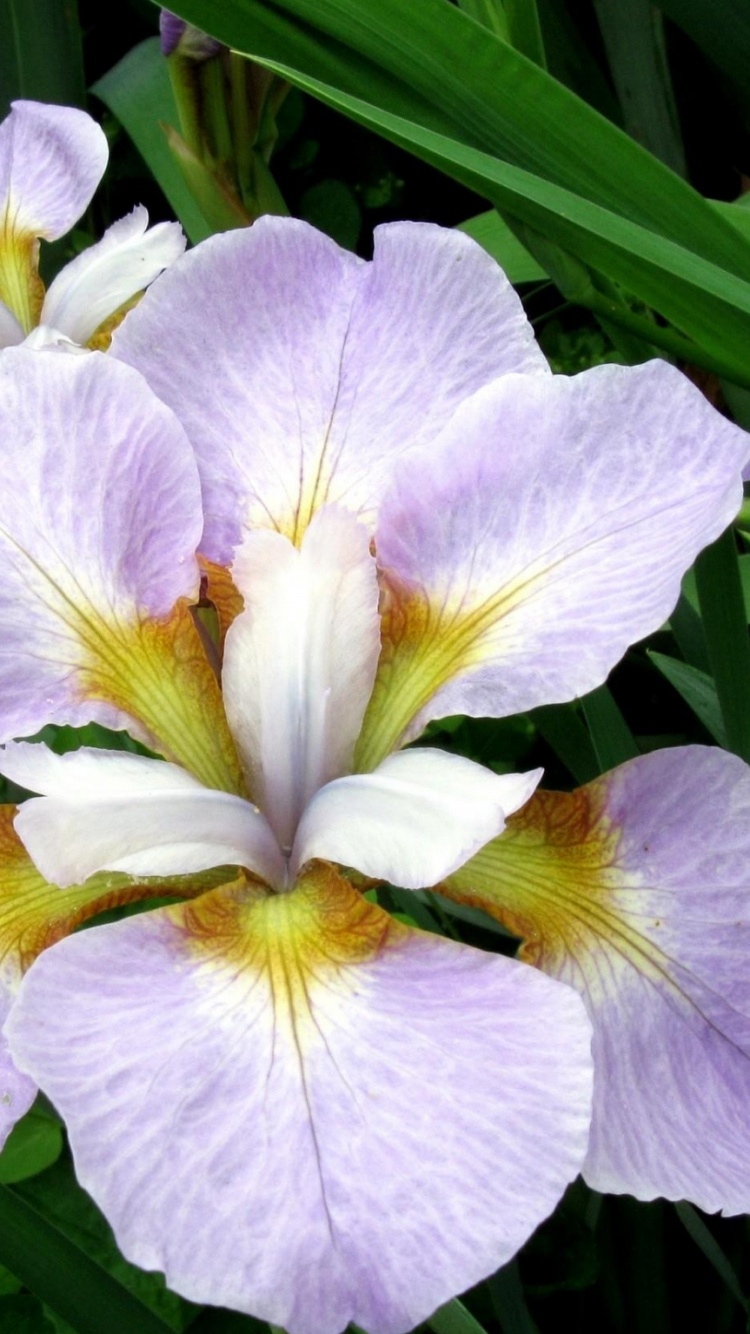 Обои лишай Айрис, цветковое растение, растение, лепесток, семейства ирисовых в разрешении 750x1334