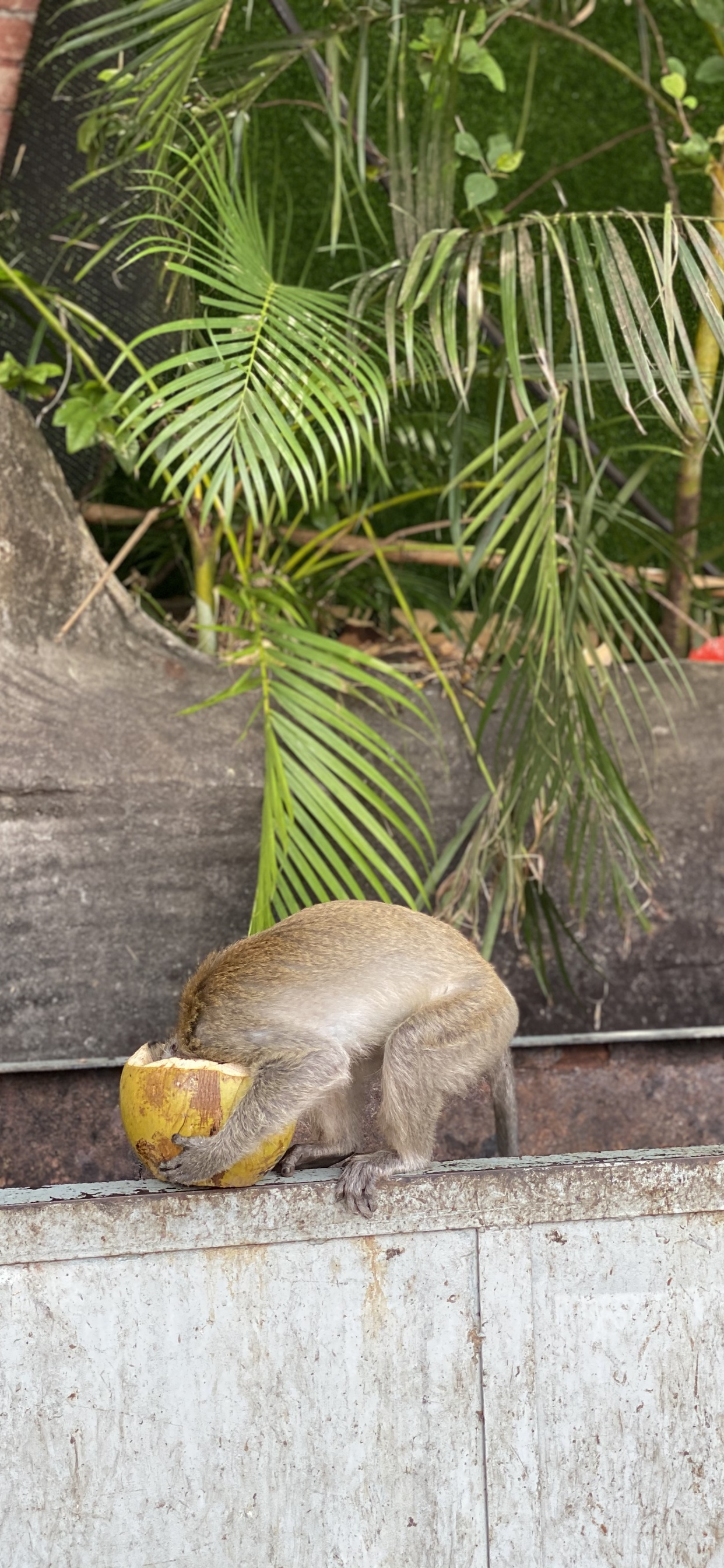 Обои наука, биология, адаптация, ботаники, наземное растение в разрешении 1242x2688