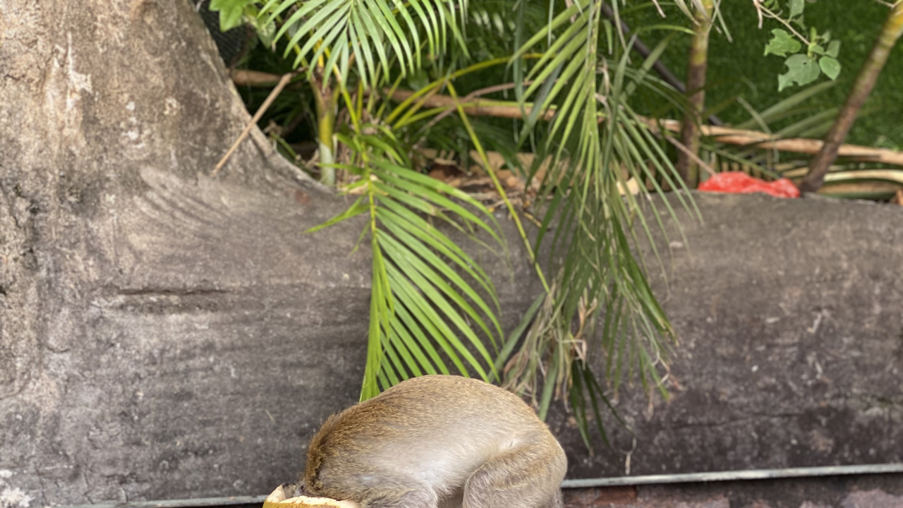 Обои наука, биология, адаптация, ботаники, наземное растение в разрешении 1280x720