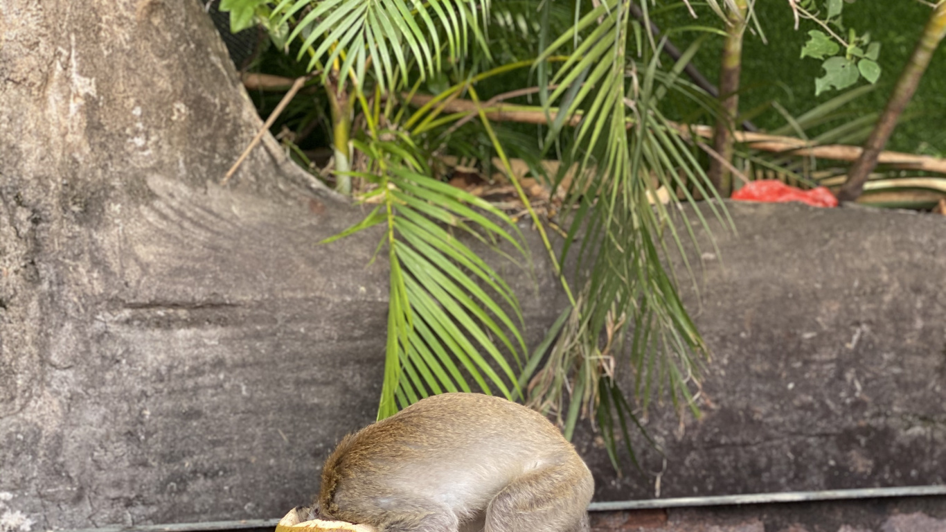 Обои наука, биология, адаптация, ботаники, наземное растение в разрешении 1366x768