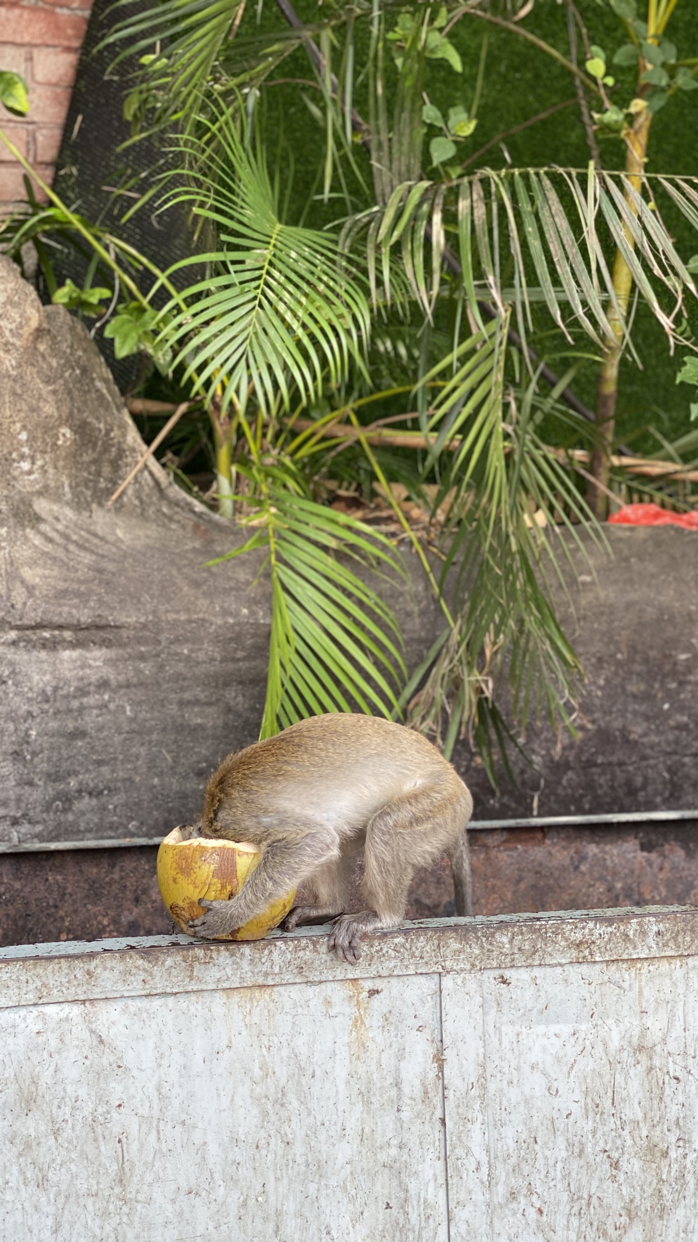 Обои наука, биология, адаптация, ботаники, наземное растение в разрешении 1440x2560