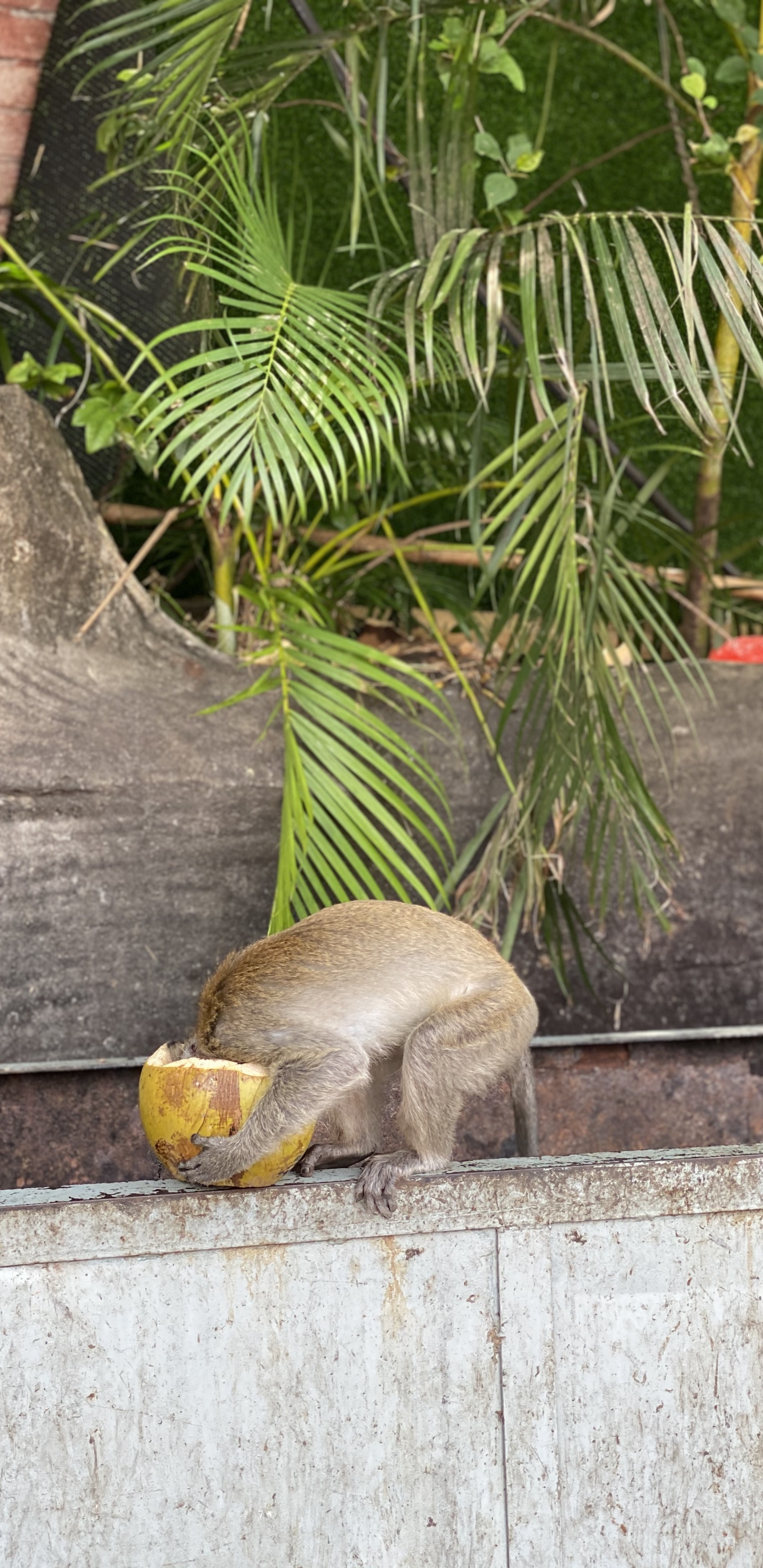 Обои наука, биология, адаптация, ботаники, наземное растение в разрешении 1440x2960