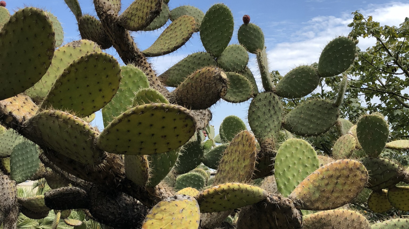 Обои растительность, биом, кустарник, кактус, Нопал в разрешении 1366x768