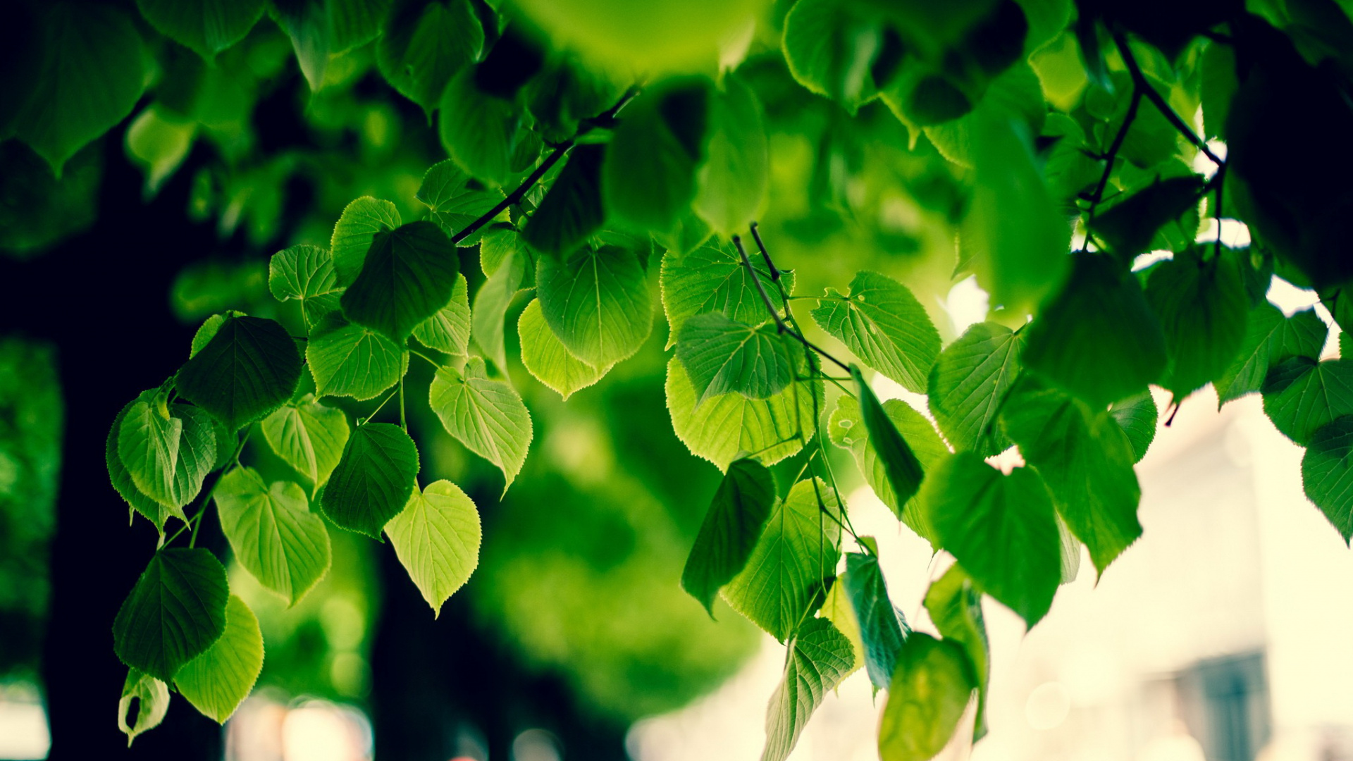 Обои лист, зеленый, дерево, свет, ветвь в разрешении 1920x1080