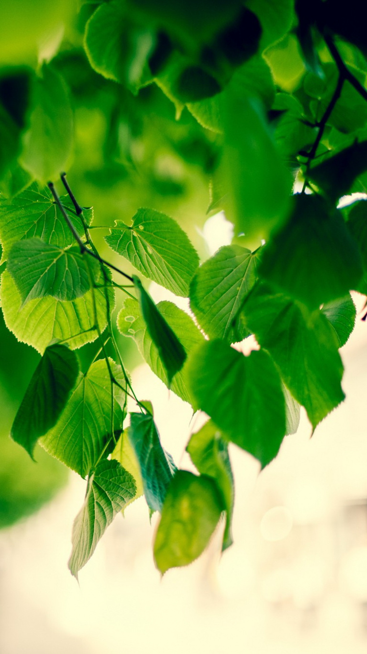 Обои лист, зеленый, дерево, свет, ветвь в разрешении 750x1334