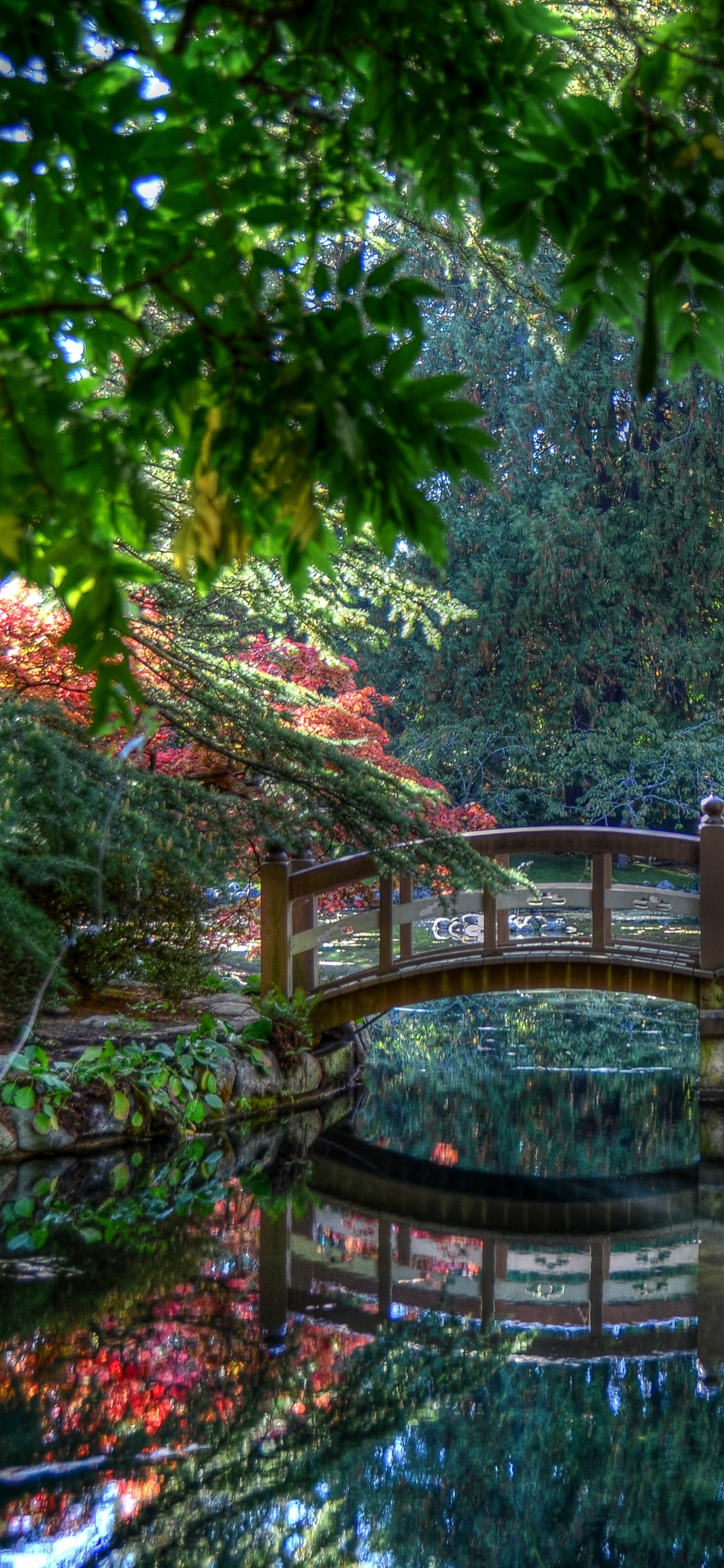 Обои природа, вода, растительность, зеленый, природный ландшафт в разрешении 1242x2688