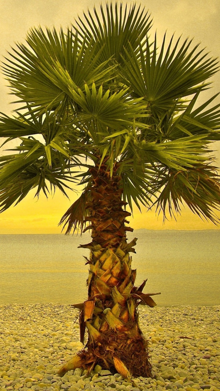 Обои дерево, Пальма, древесные растения, растительность, borassus flabellifer в разрешении 720x1280