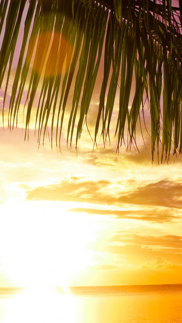 Обои пальмовые рощи, закат, море, пляж, берег в разрешении 750x1334