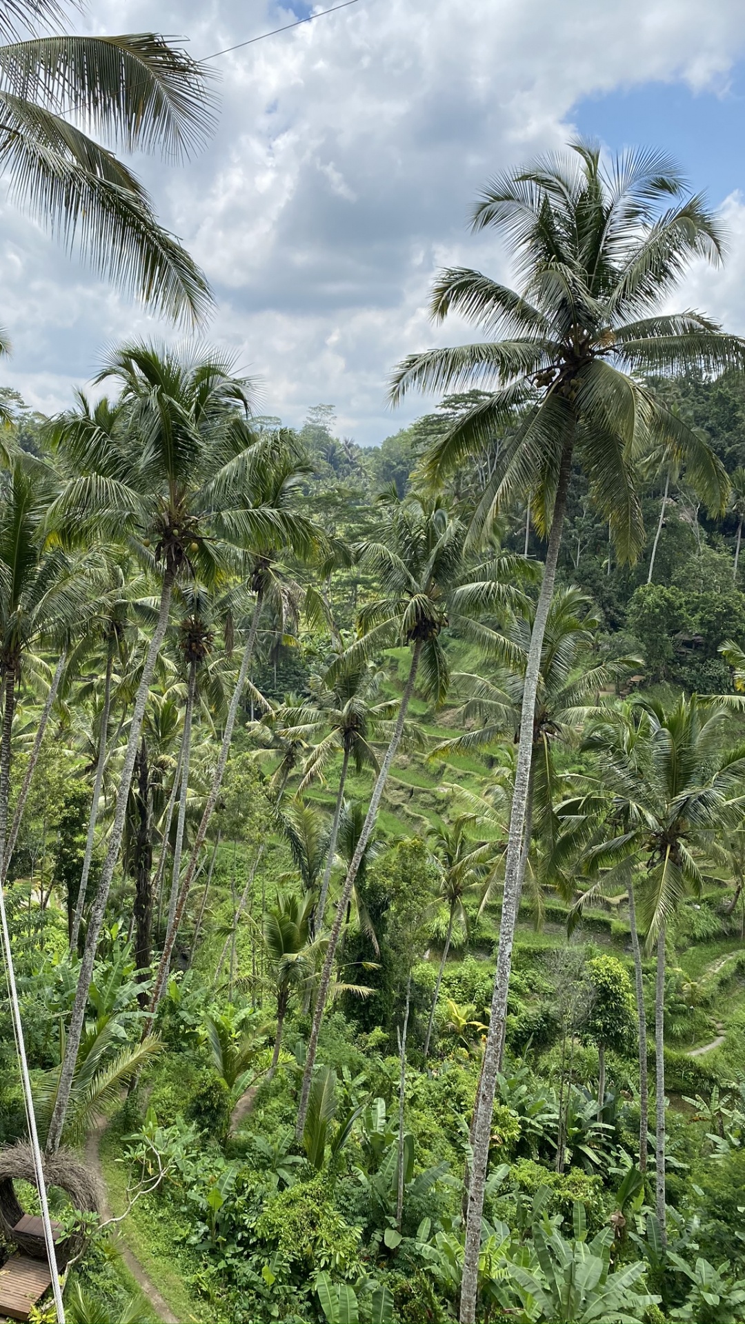 Обои Рисовые террасы на острове Бали в разрешении 1080x1920