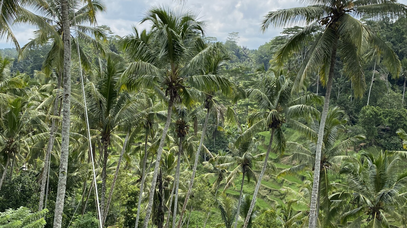 Обои Рисовые террасы на острове Бали в разрешении 1366x768