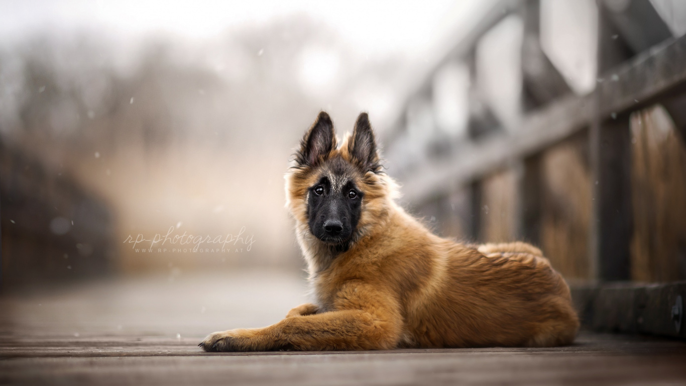 Обои тервюрен, бельгийская овчарка, старая немецкая овчарка, куньмин влчак, собака породы в разрешении 1366x768