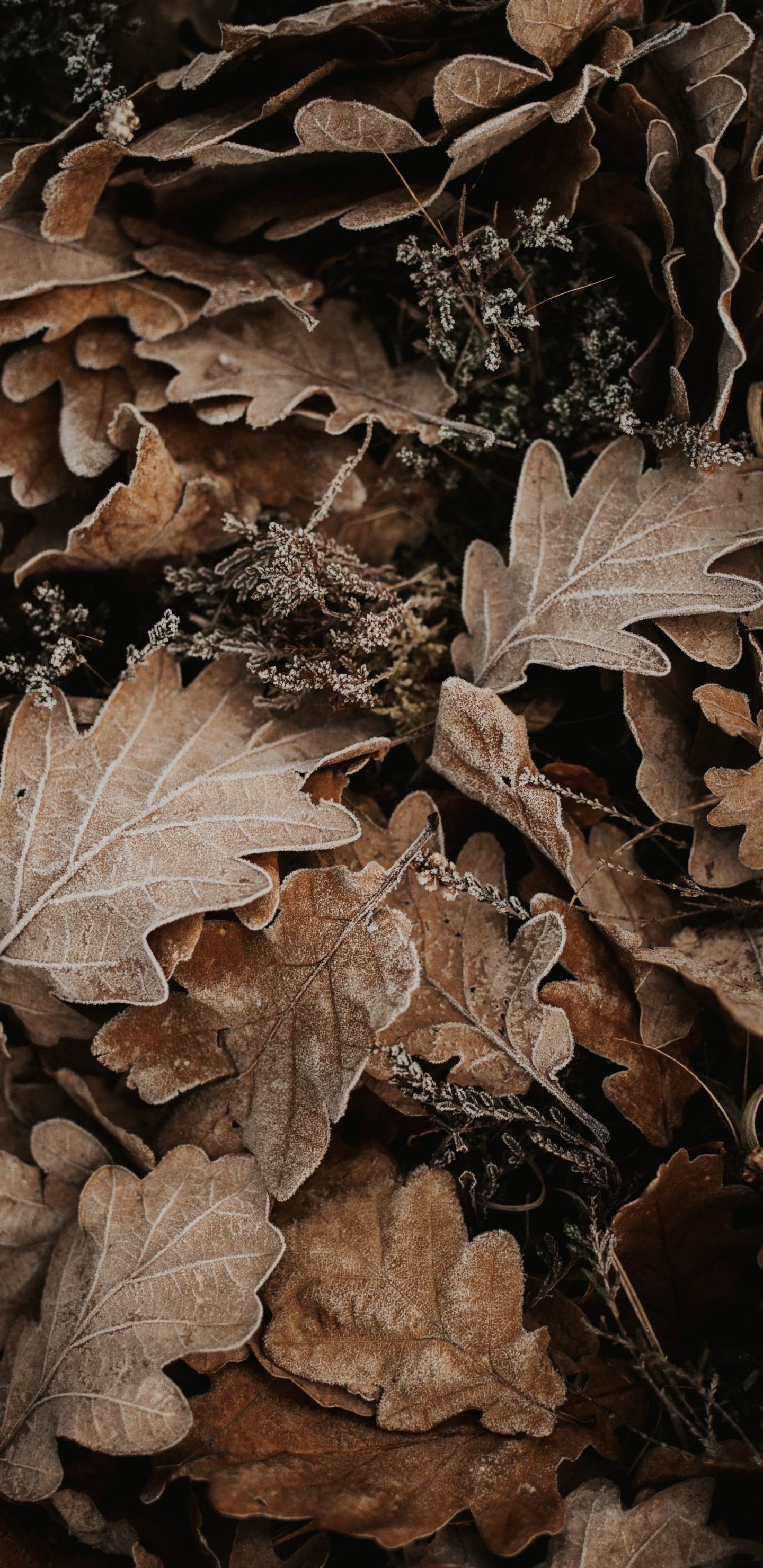 Обои осень, лист, коричневый цвет, растение, дерево в разрешении 1440x2960