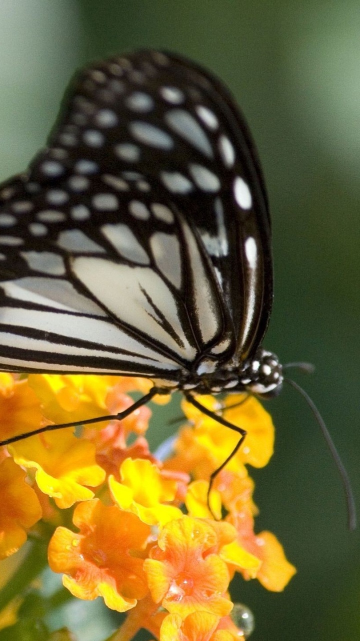 Обои бабочкамонарх, мотыльки и бабочки, бабочка, насекомое, беспозвоночных в разрешении 720x1280