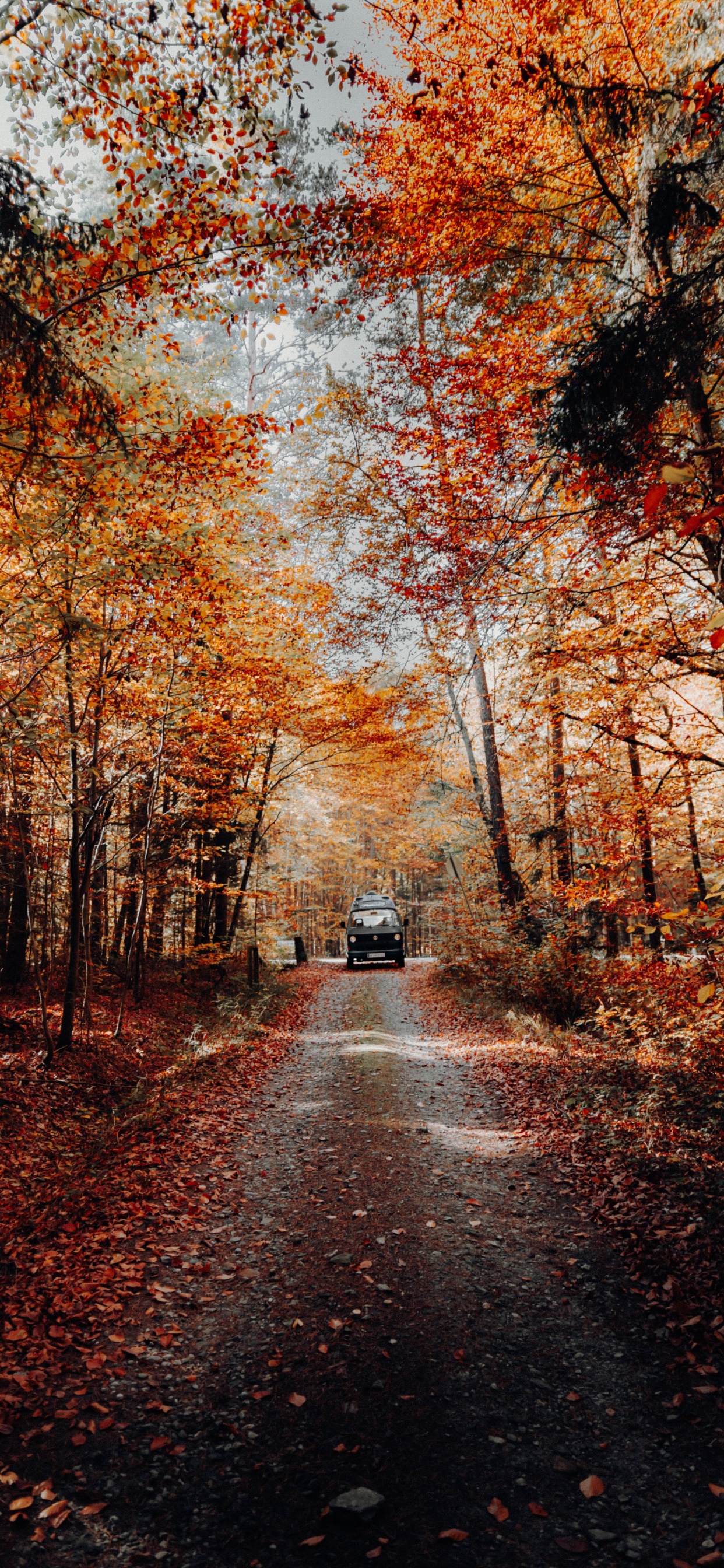 Обои дерево, природа, природный ландшафт, лист, осень в разрешении 1242x2688