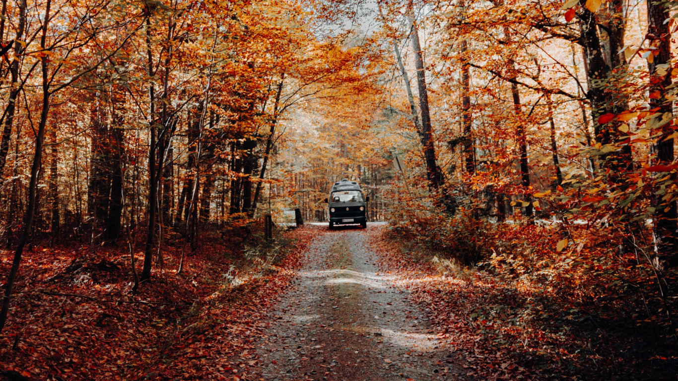 Обои дерево, природа, природный ландшафт, лист, осень в разрешении 1366x768