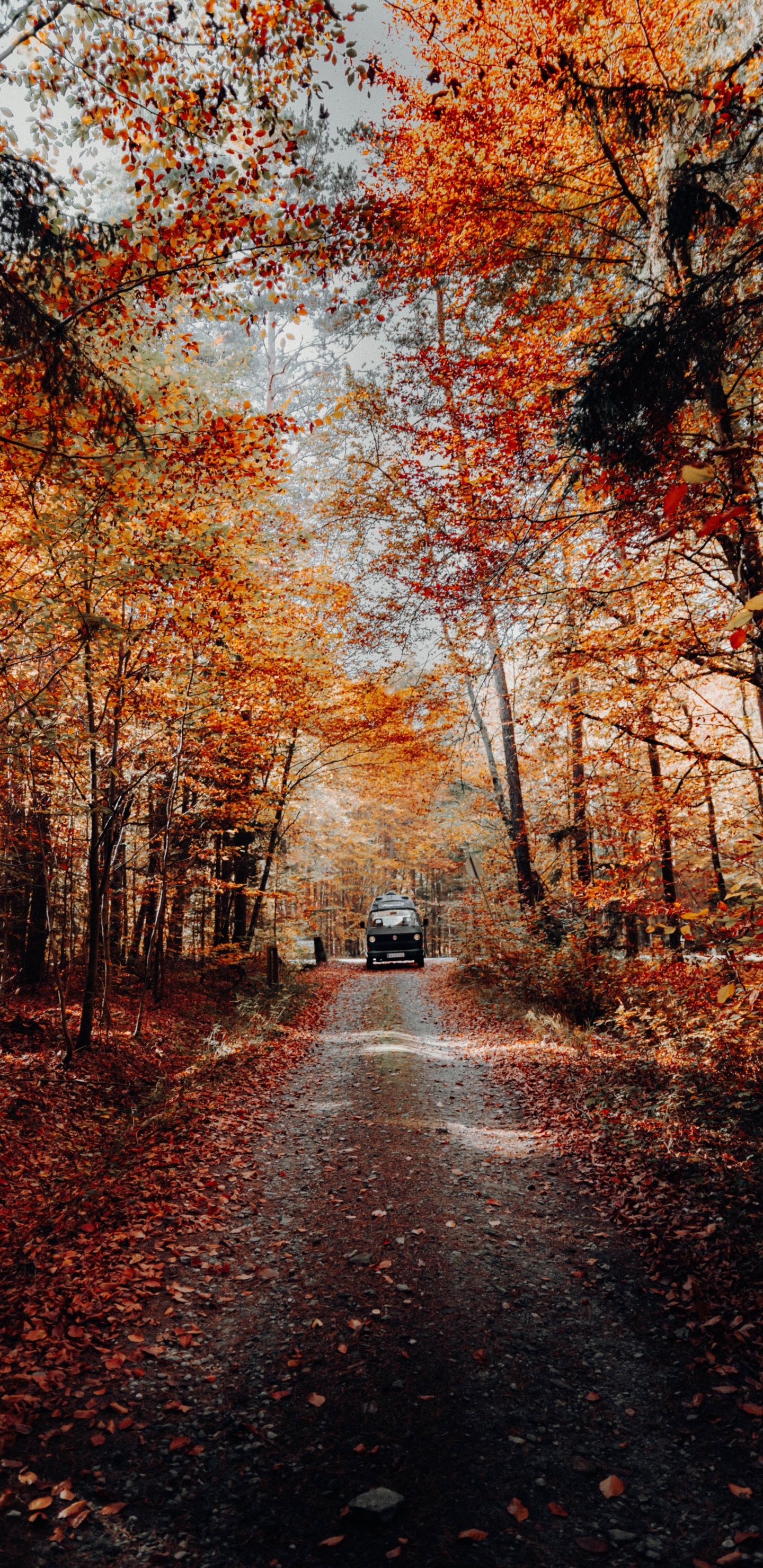 Обои дерево, природа, природный ландшафт, лист, осень в разрешении 1440x2960