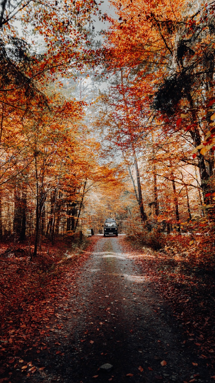 Обои дерево, природа, природный ландшафт, лист, осень в разрешении 720x1280