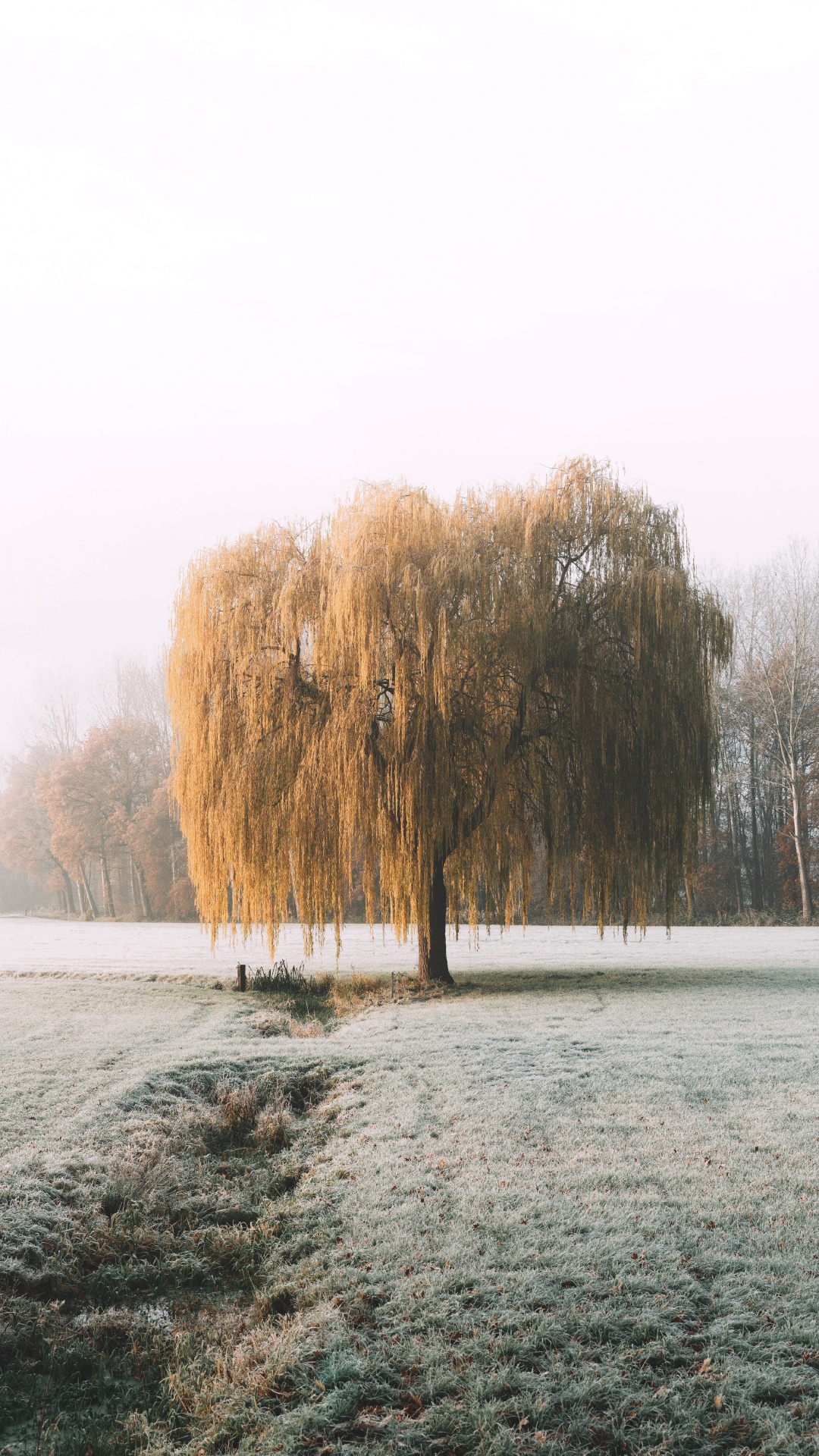 Обои природа, утро, природный ландшафт, снег, мороз в разрешении 1080x1920