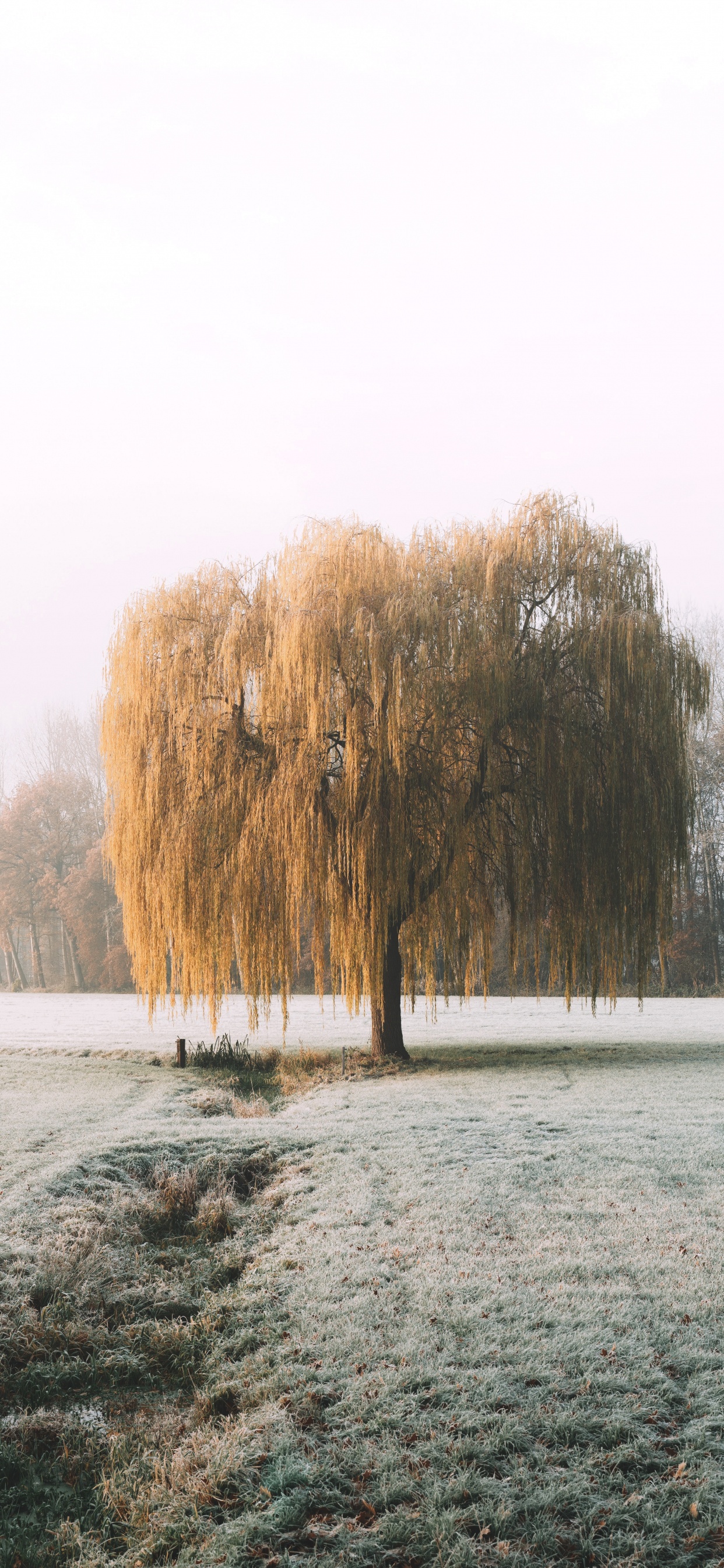 Обои природа, утро, природный ландшафт, снег, мороз в разрешении 1242x2688