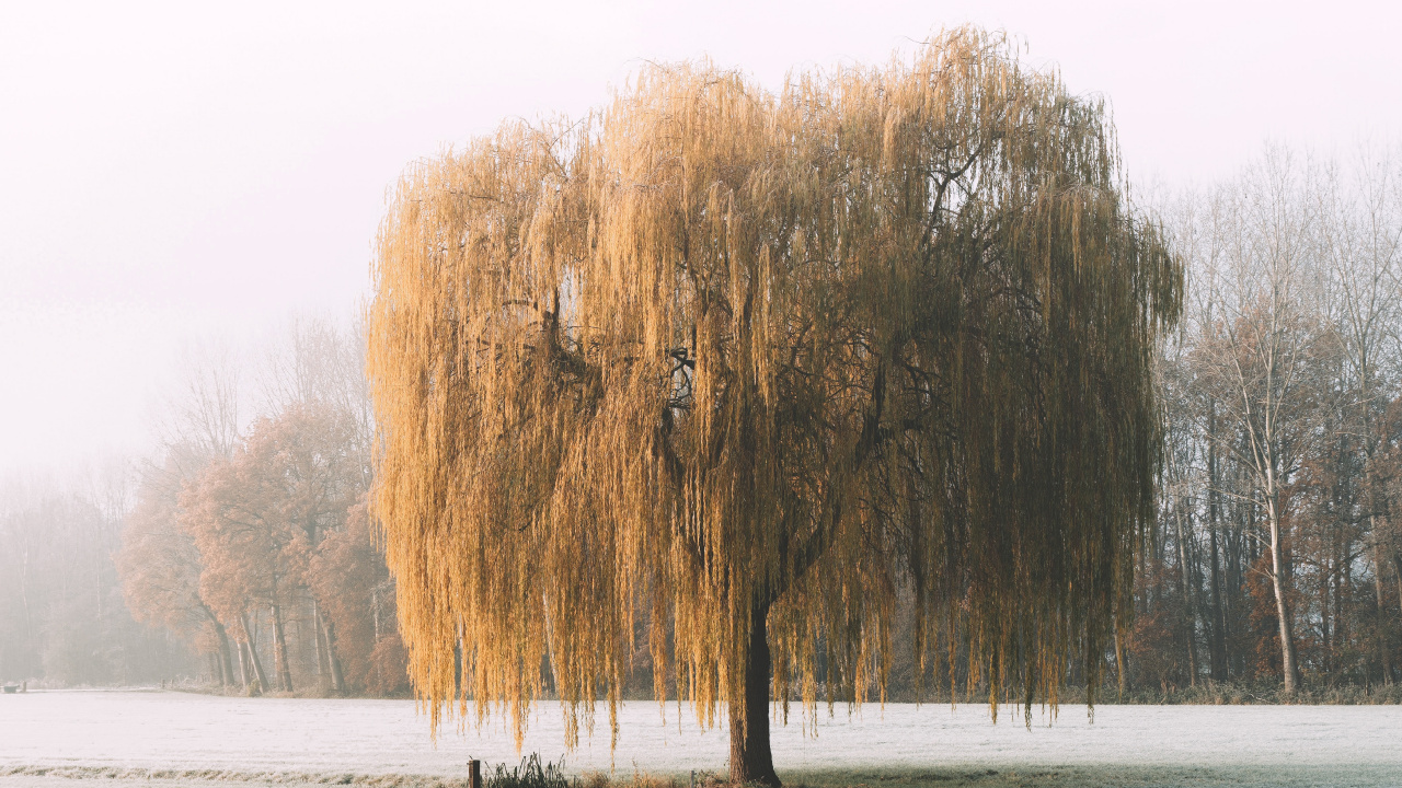 Обои природа, утро, природный ландшафт, снег, мороз в разрешении 1280x720