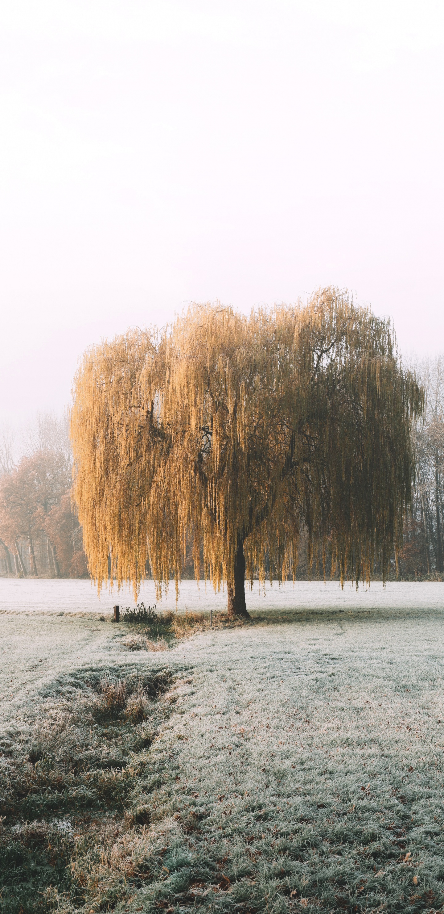 Обои природа, утро, природный ландшафт, снег, мороз в разрешении 1440x2960