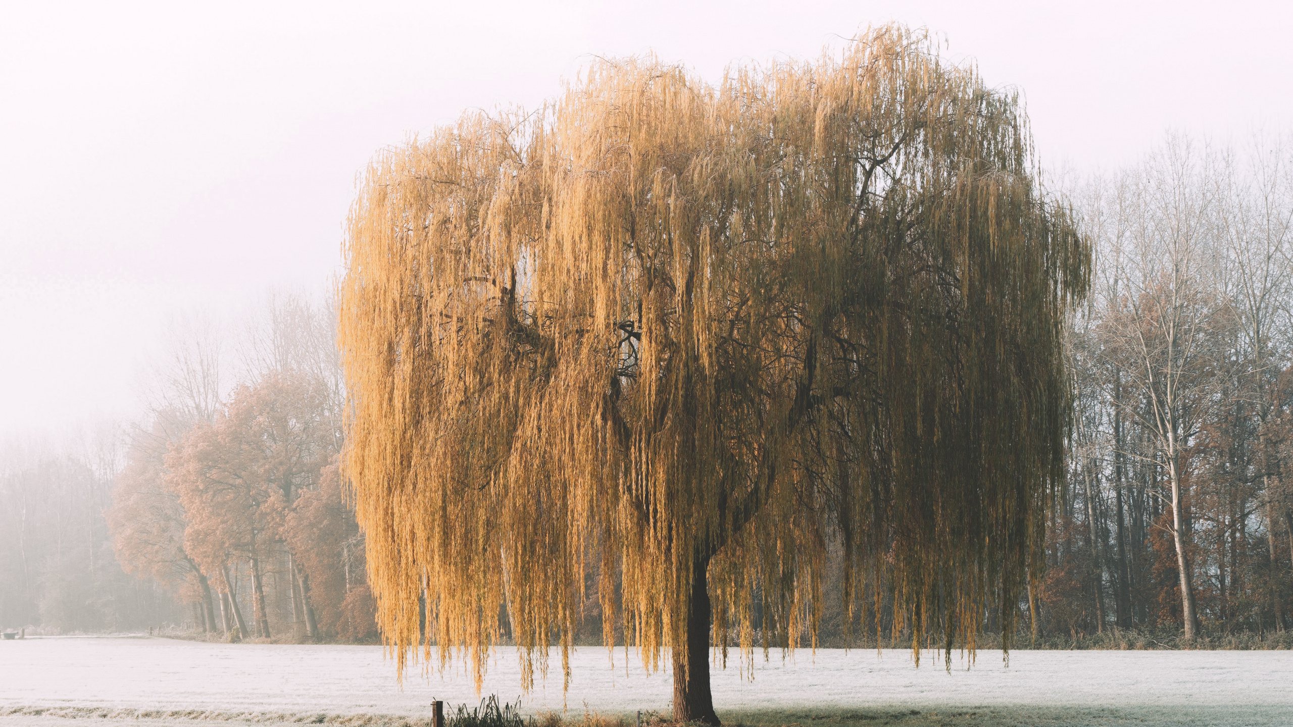 Обои природа, утро, природный ландшафт, снег, мороз в разрешении 2560x1440