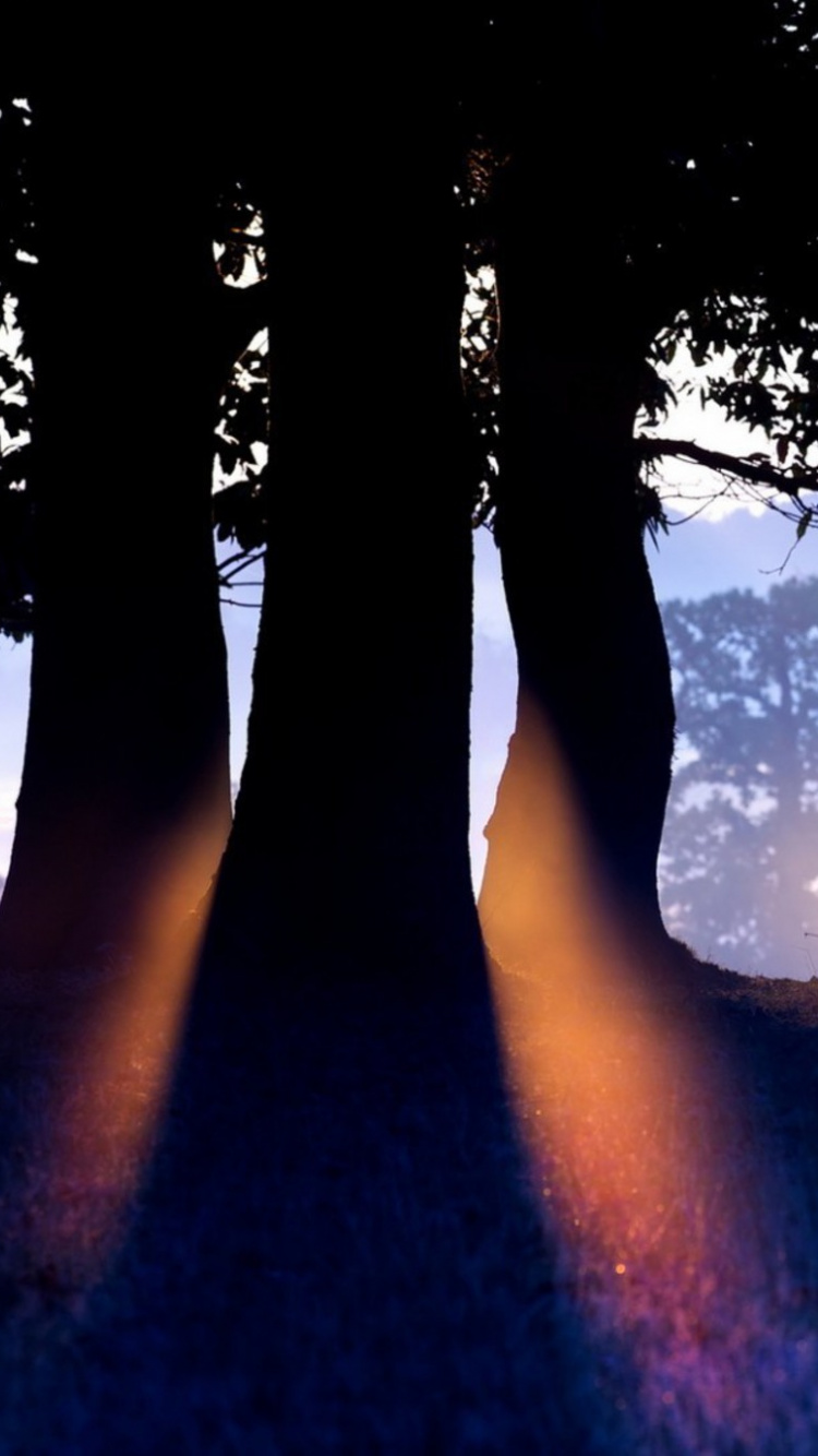 Обои природа, синий, свет, атмосфера, дерево в разрешении 750x1334