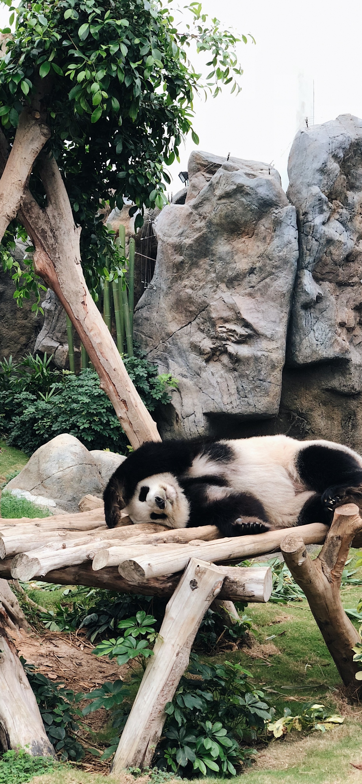 Обои Китай, панда, Гонконг, гигантская панда, наземные животные в разрешении 1242x2688