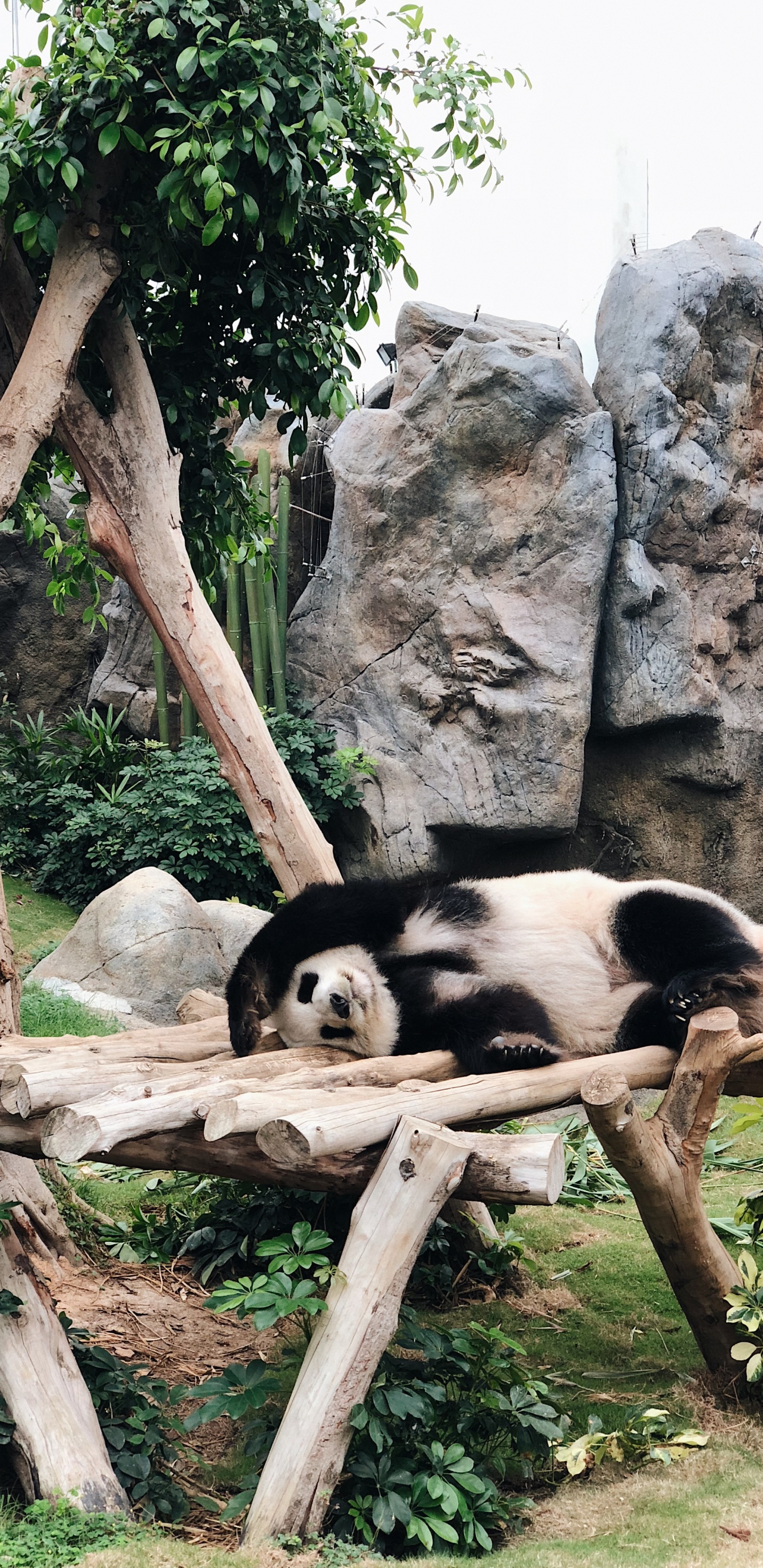 Обои Китай, панда, Гонконг, гигантская панда, наземные животные в разрешении 1440x2960