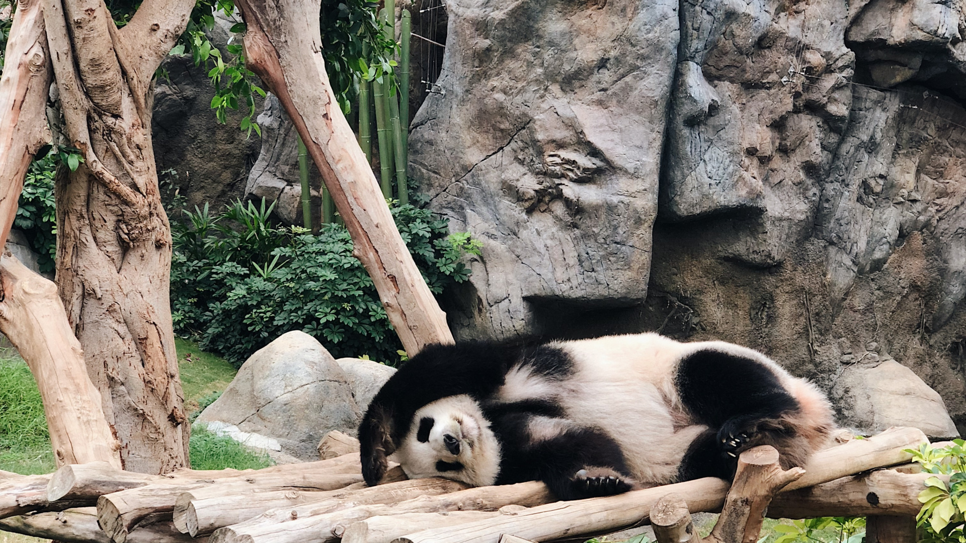 Обои Китай, панда, Гонконг, гигантская панда, наземные животные в разрешении 1920x1080