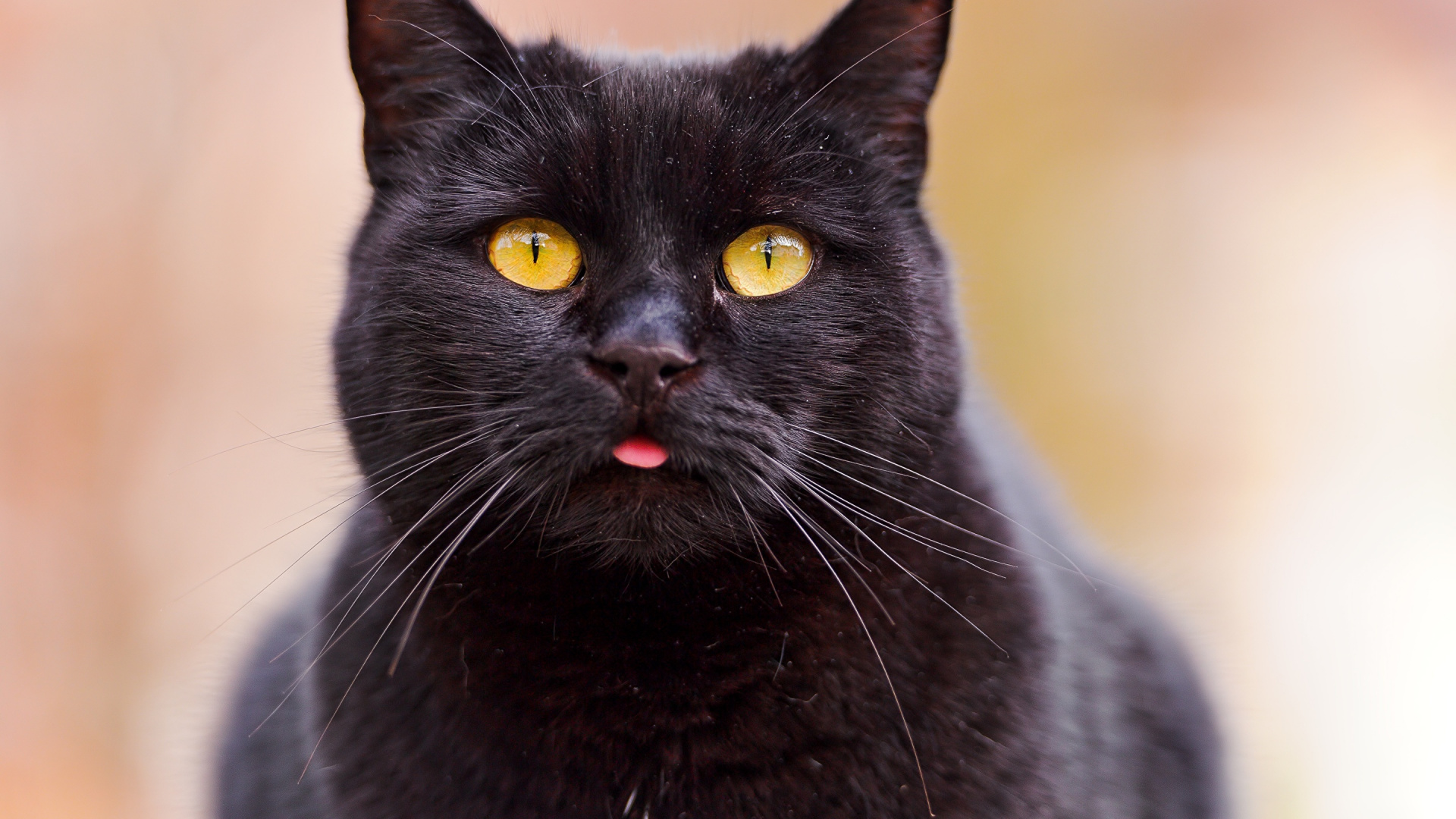 Обои кот, черная кошка, бакенбарды, черный, Бомбей в разрешении 1920x1080