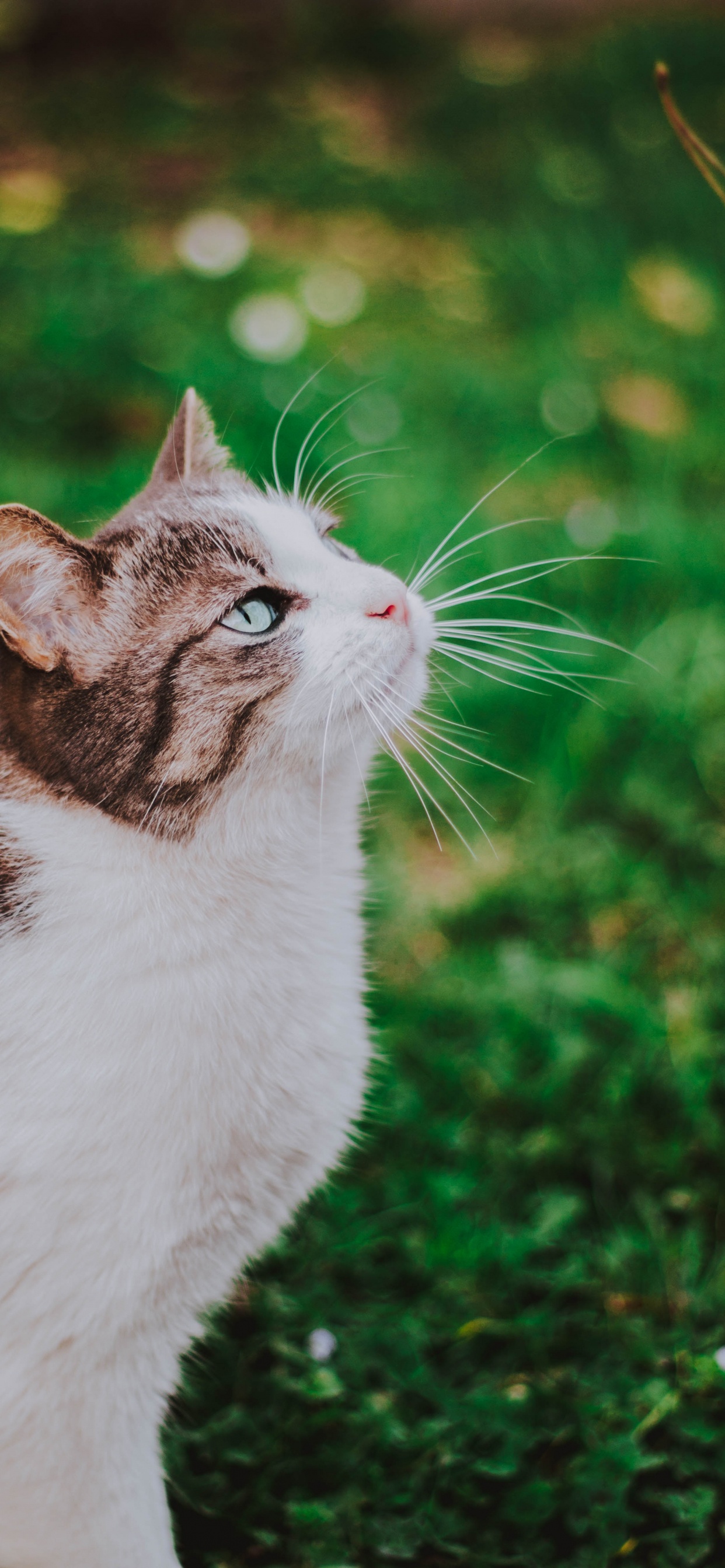 Обои кот, эгейская кошка, бакенбарды, кошачьих, зеленый в разрешении 1242x2688