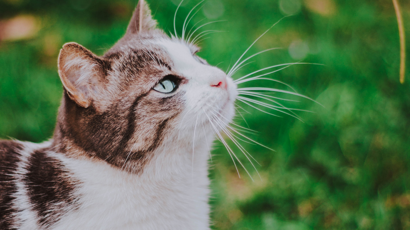 Обои кот, эгейская кошка, бакенбарды, кошачьих, зеленый в разрешении 1366x768