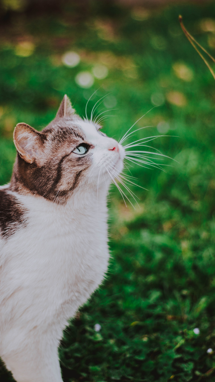 Обои кот, эгейская кошка, бакенбарды, кошачьих, зеленый в разрешении 750x1334