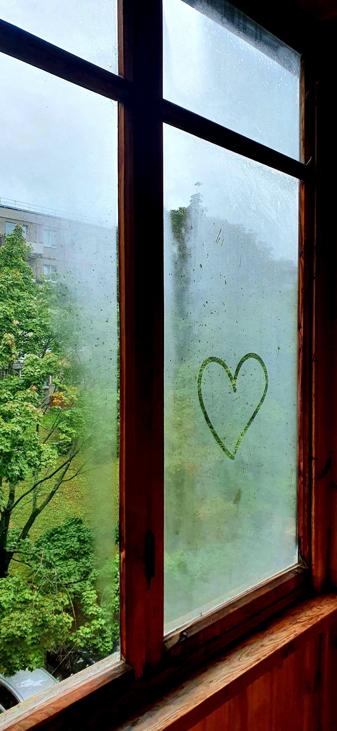 Обои окно, небьющиеся, свет, растение, древесина в разрешении 1125x2436