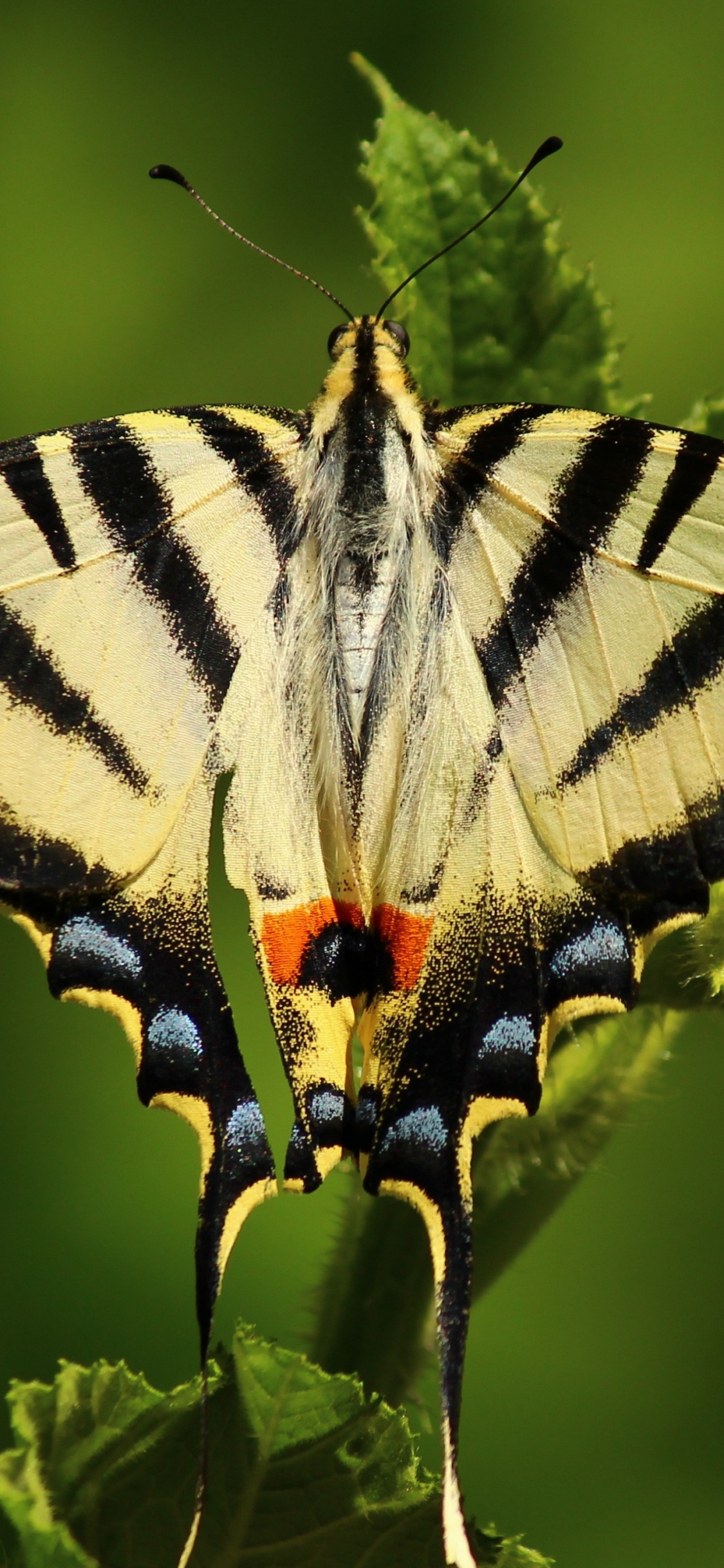 Обои насекомое, репейница, мотыльки и бабочки, бабочка, беспозвоночных в разрешении 1125x2436