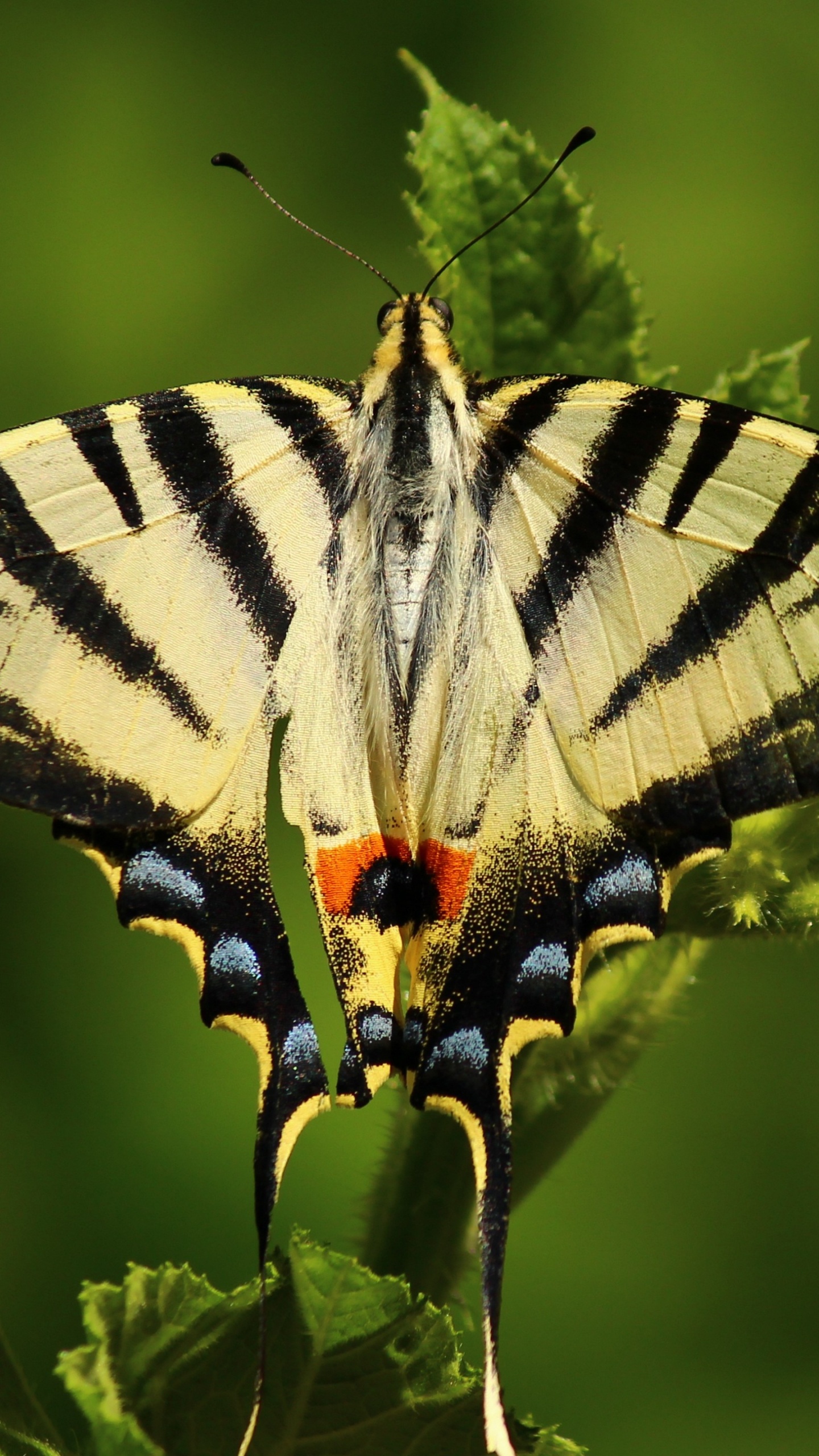 Обои насекомое, репейница, мотыльки и бабочки, бабочка, беспозвоночных в разрешении 1440x2560