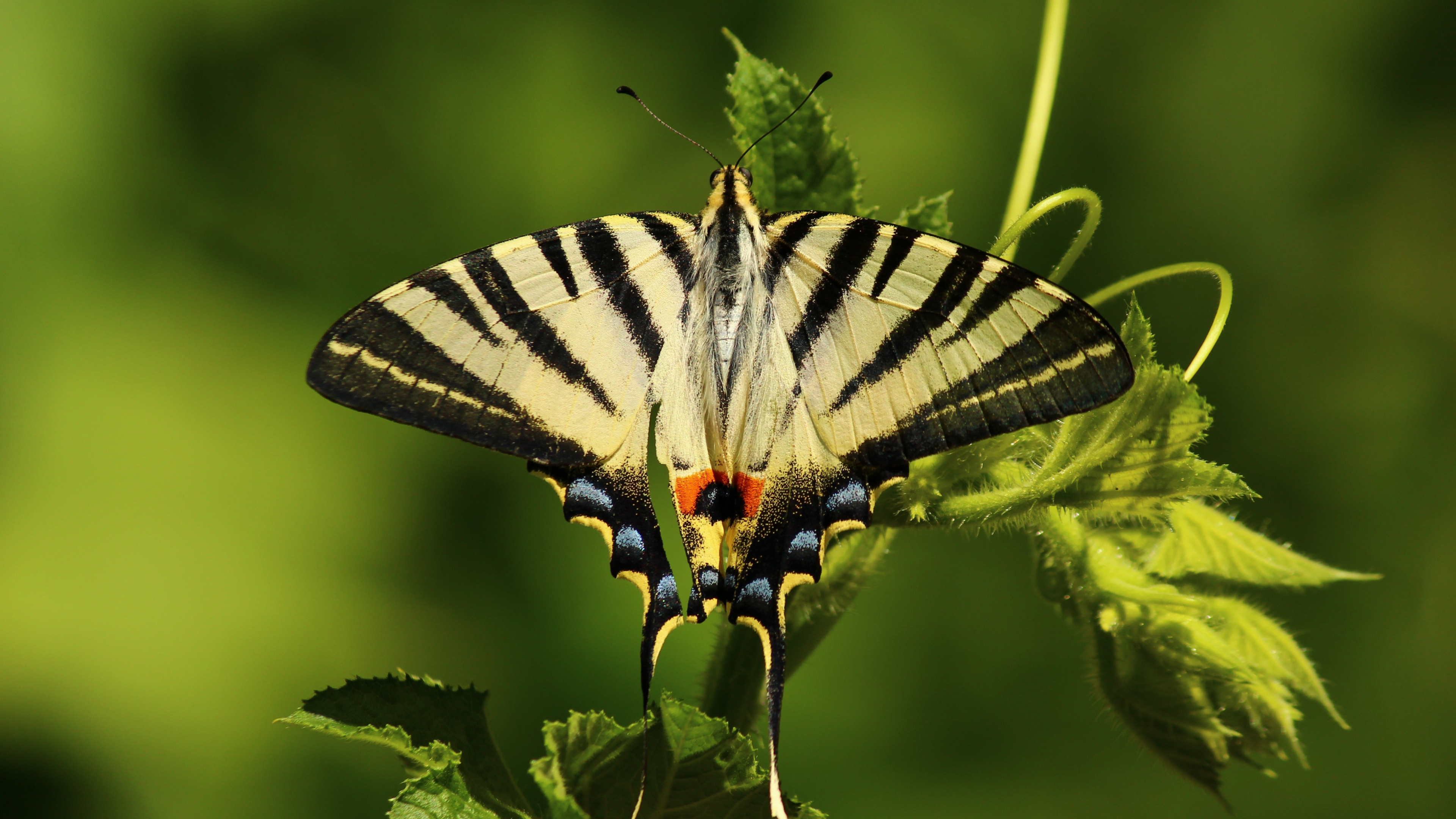 Обои насекомое, репейница, мотыльки и бабочки, бабочка, беспозвоночных в разрешении 3840x2160