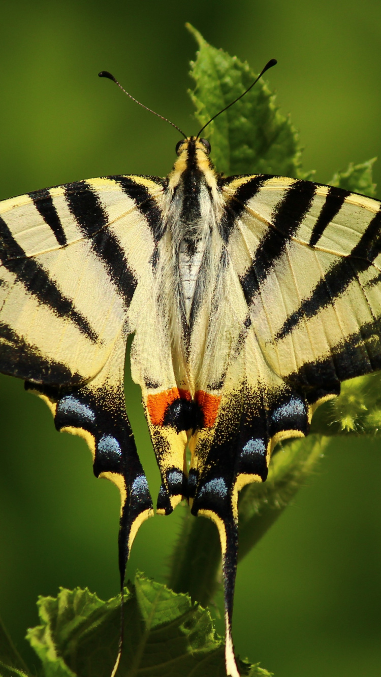 Обои насекомое, репейница, мотыльки и бабочки, бабочка, беспозвоночных в разрешении 750x1334