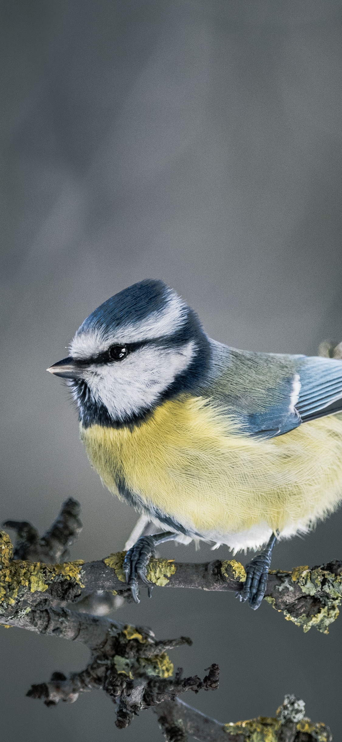 Обои живая природа, воробьиные птицы, птица, сойка, клюв в разрешении 1125x2436