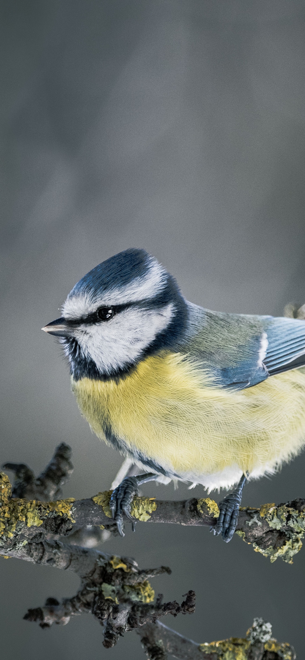 Обои живая природа, воробьиные птицы, птица, сойка, клюв в разрешении 1242x2688