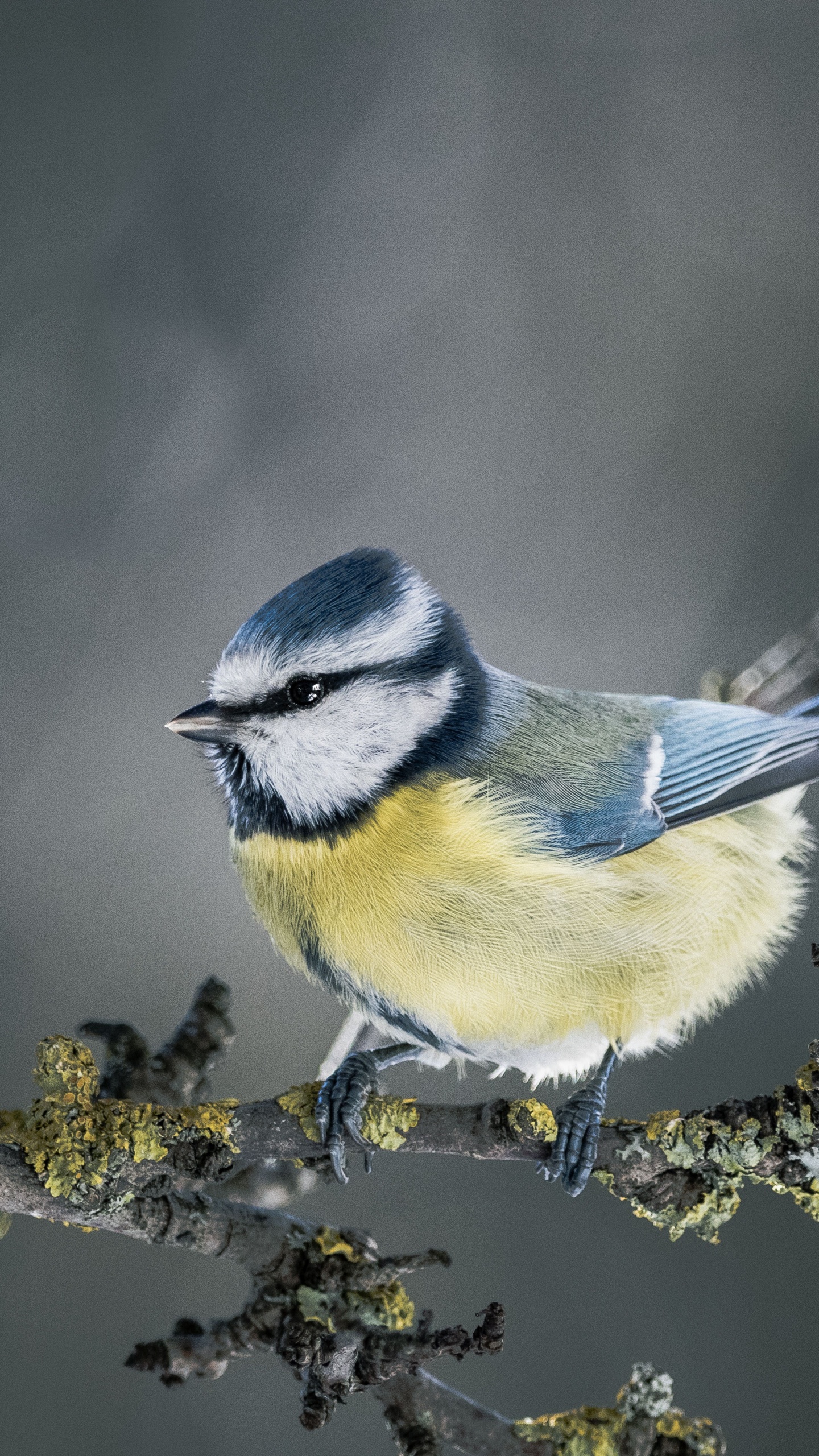 Обои живая природа, воробьиные птицы, птица, сойка, клюв в разрешении 1440x2560