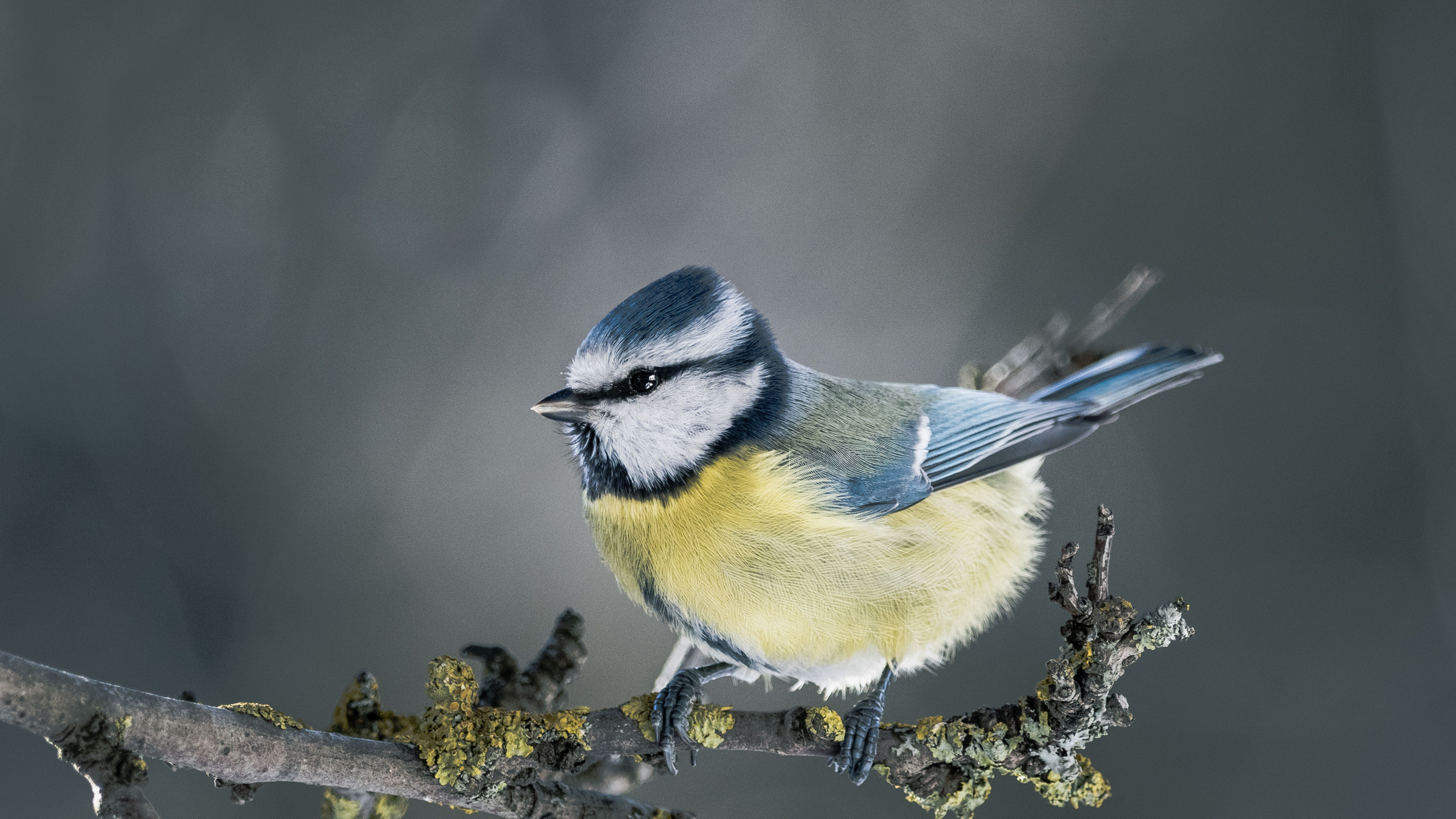 Обои живая природа, воробьиные птицы, птица, сойка, клюв в разрешении 3840x2160